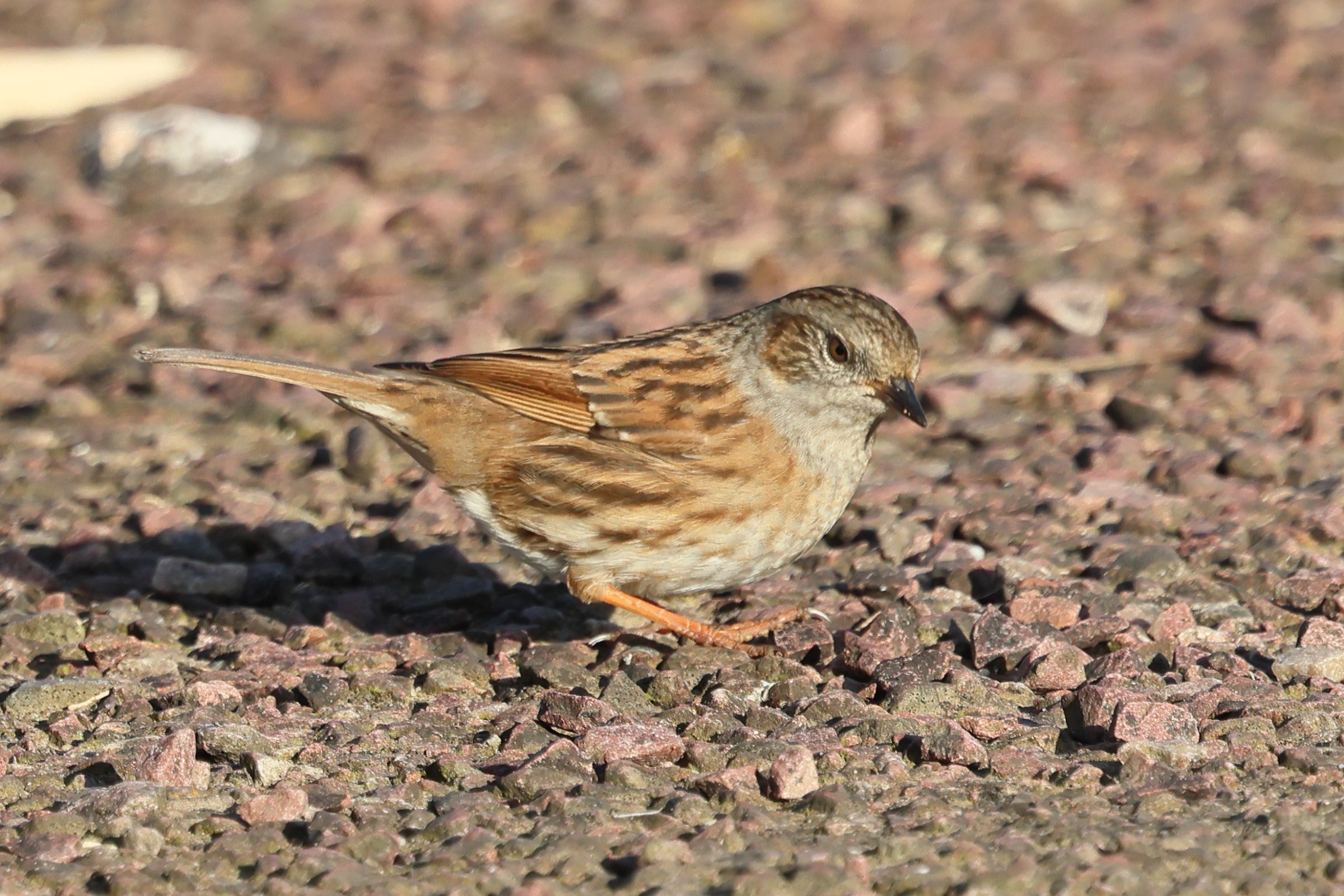 accenteur_mouchet_-_prunella_modularis8bd