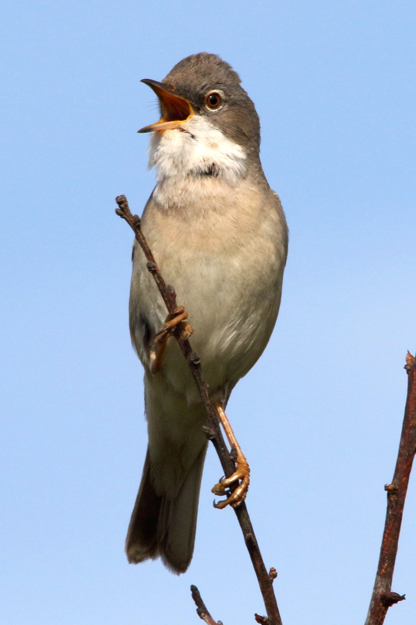 fauvette_melanocephale_-_curruca_melanocephala9md
