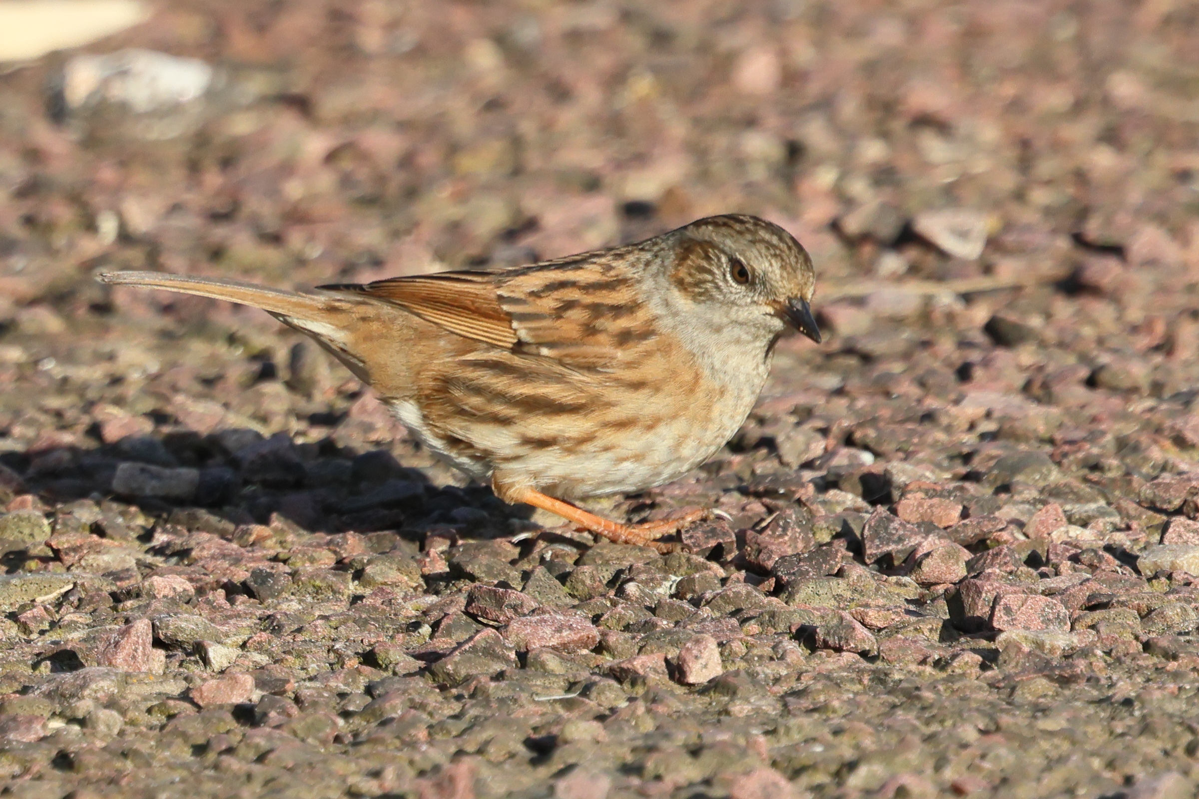 accenteur_mouchet_-_prunella_modularis8bd