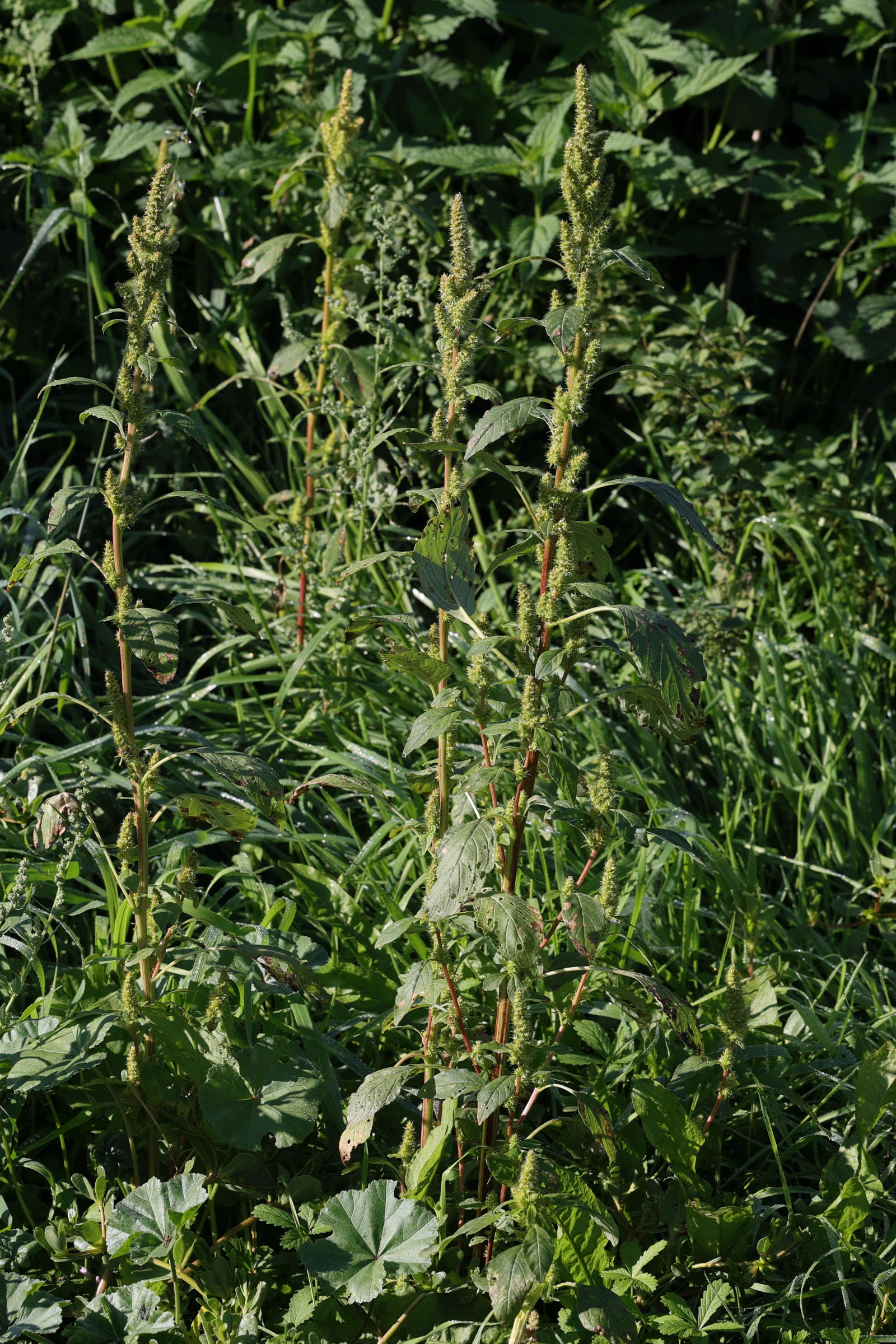 amaranthus_hybridus1md