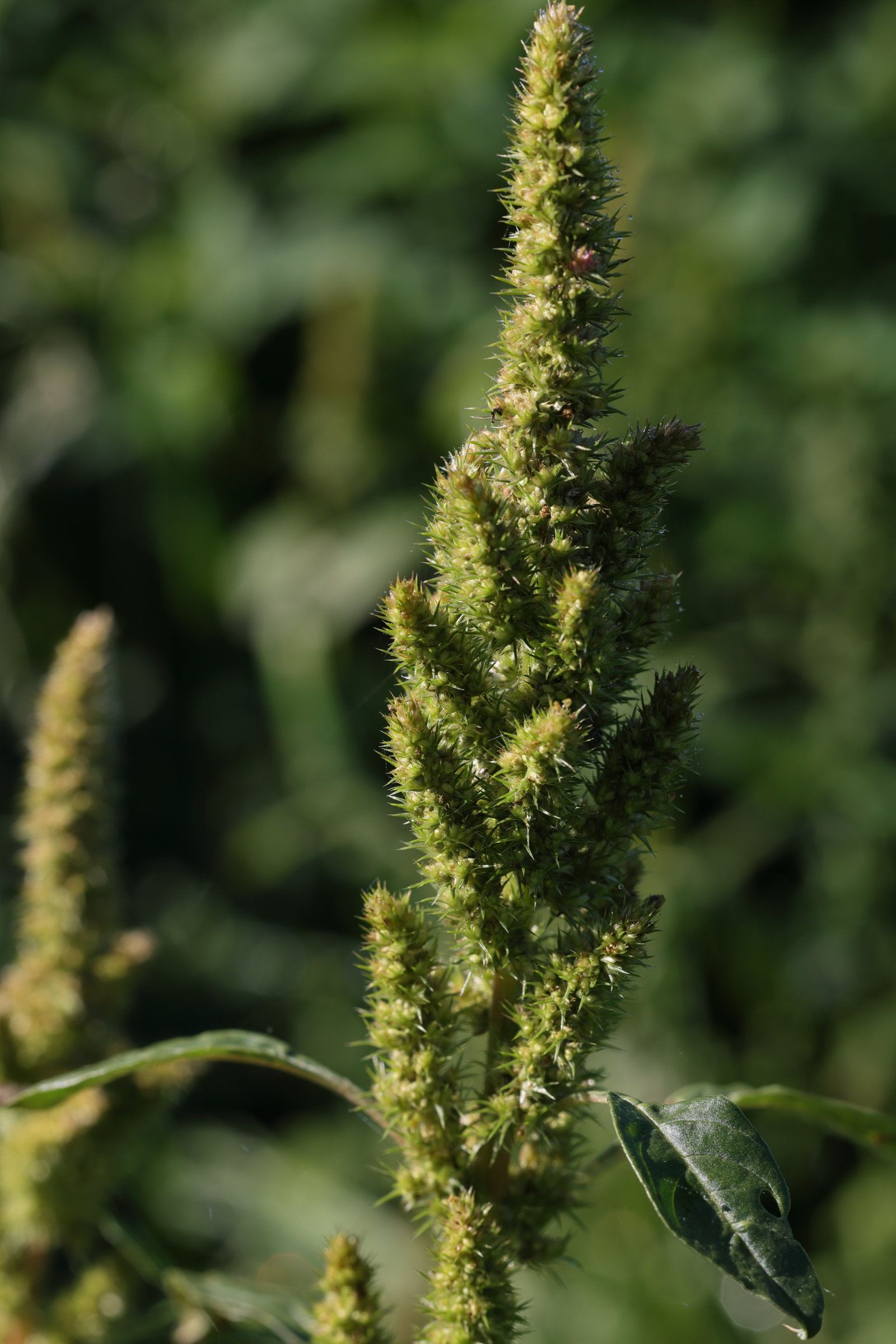 amaranthus_hybridus2md