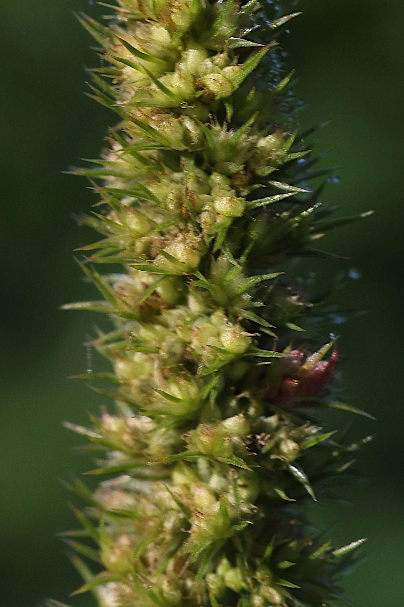 amaranthus_hybridus3md