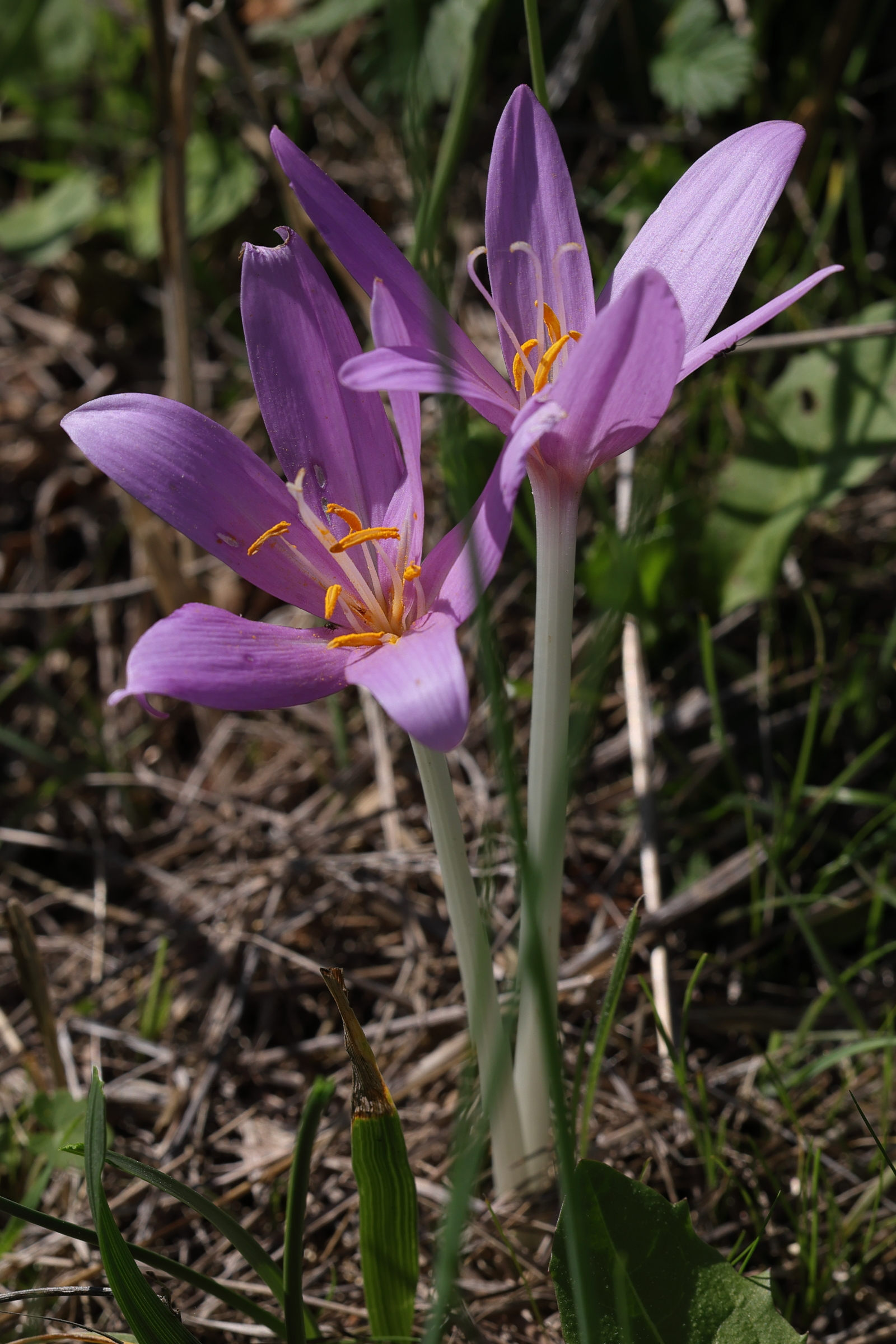 colchicum_autumnale1md