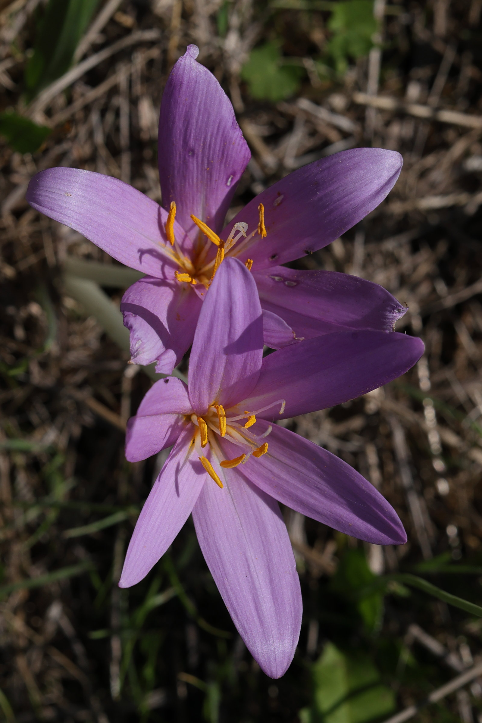 colchicum_autumnale2md