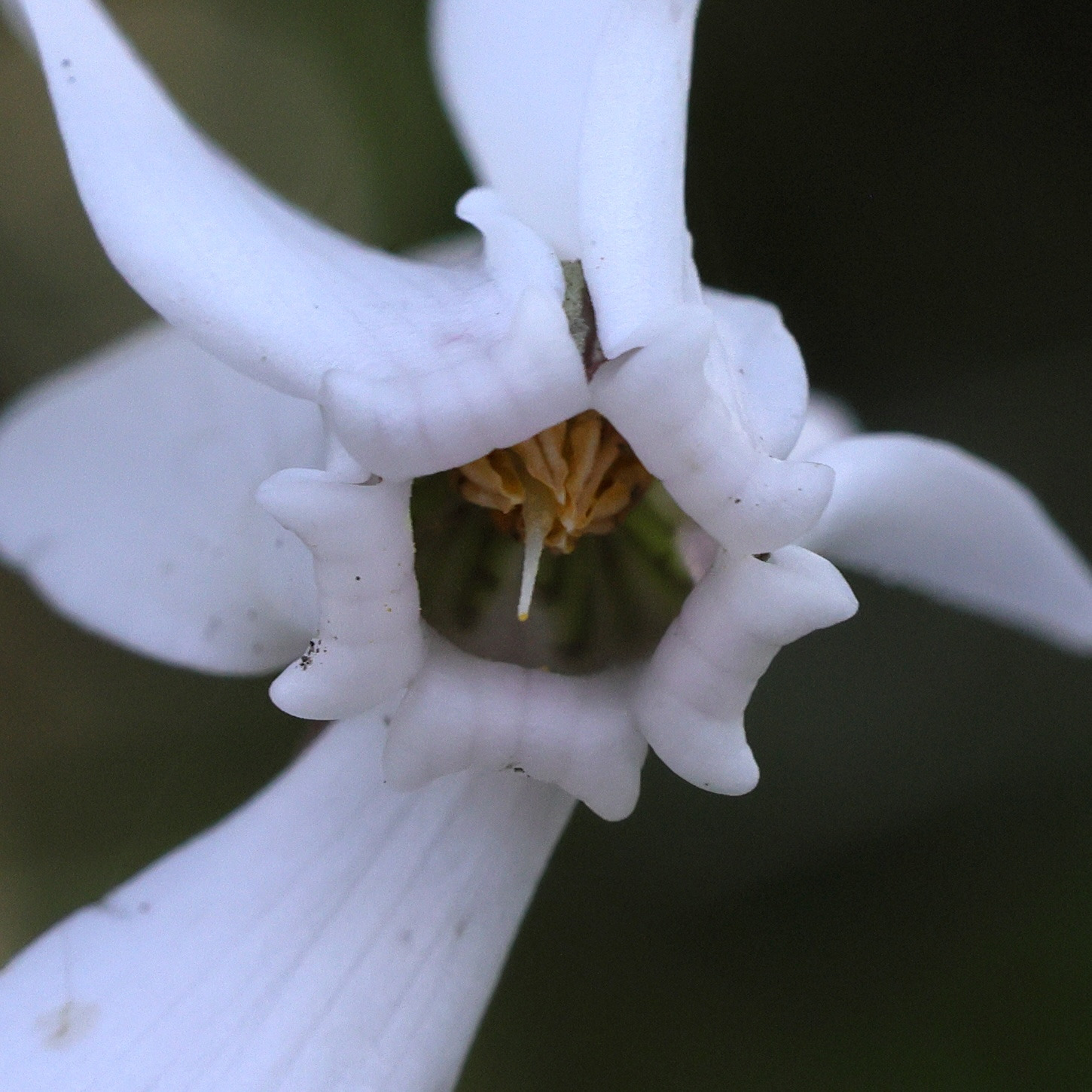 cyclamen_hederifolium5md