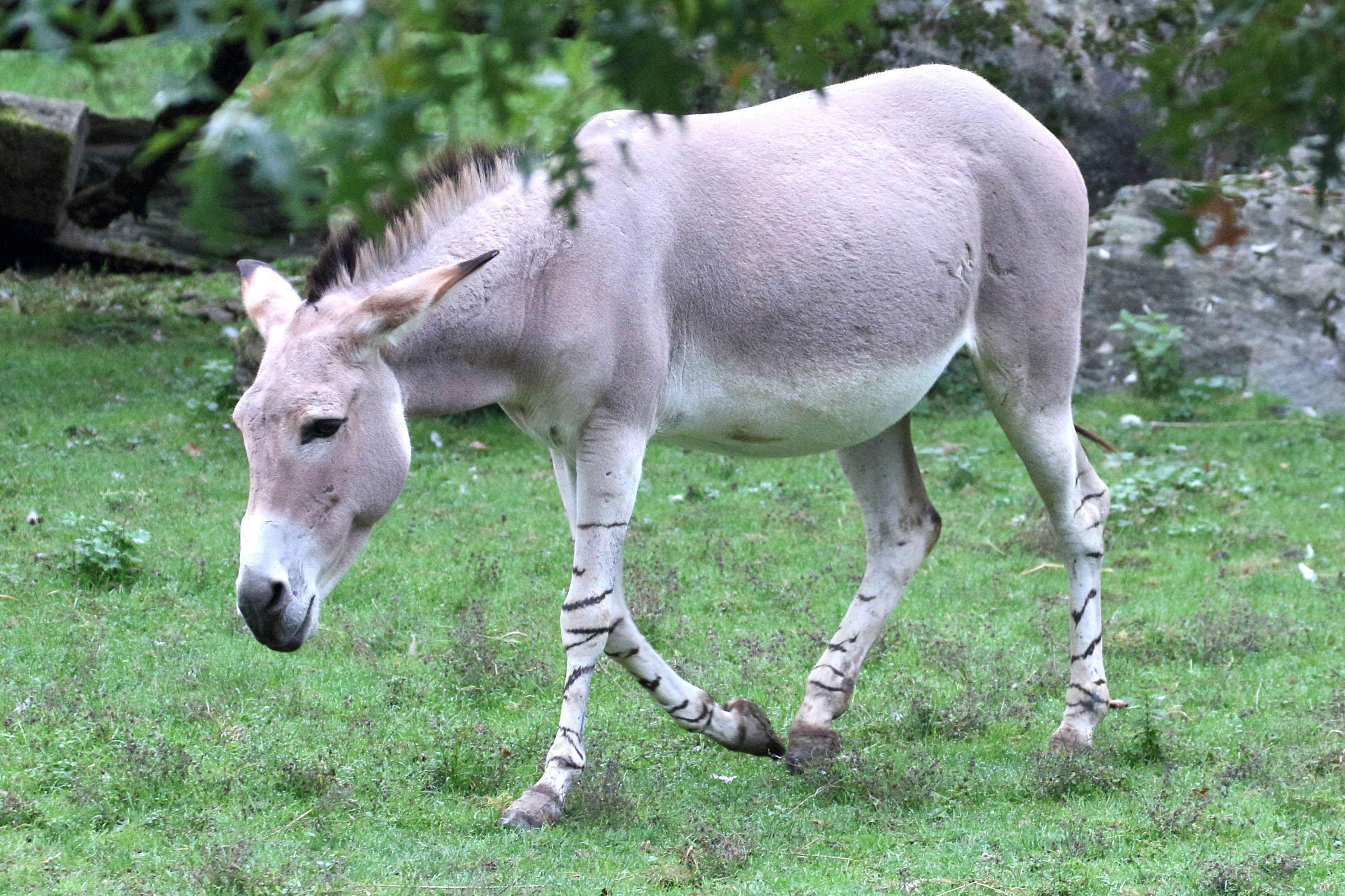 Afficher le média equus_asinus_somalicus1md equus_asinus_somalicus1md