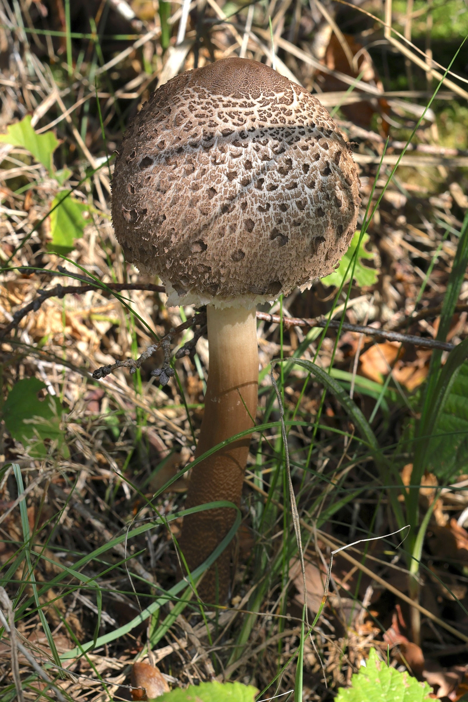macrolepiota_procera15md