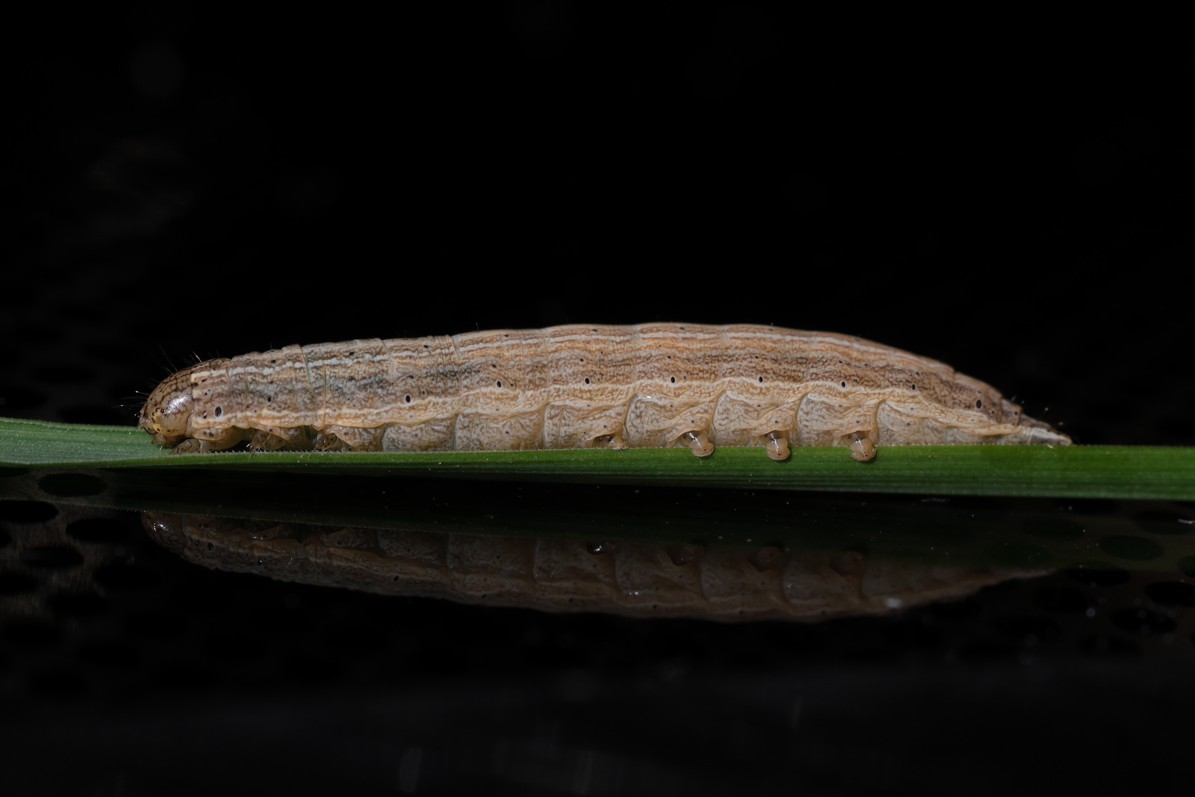 mythimna_pallens_ch1md