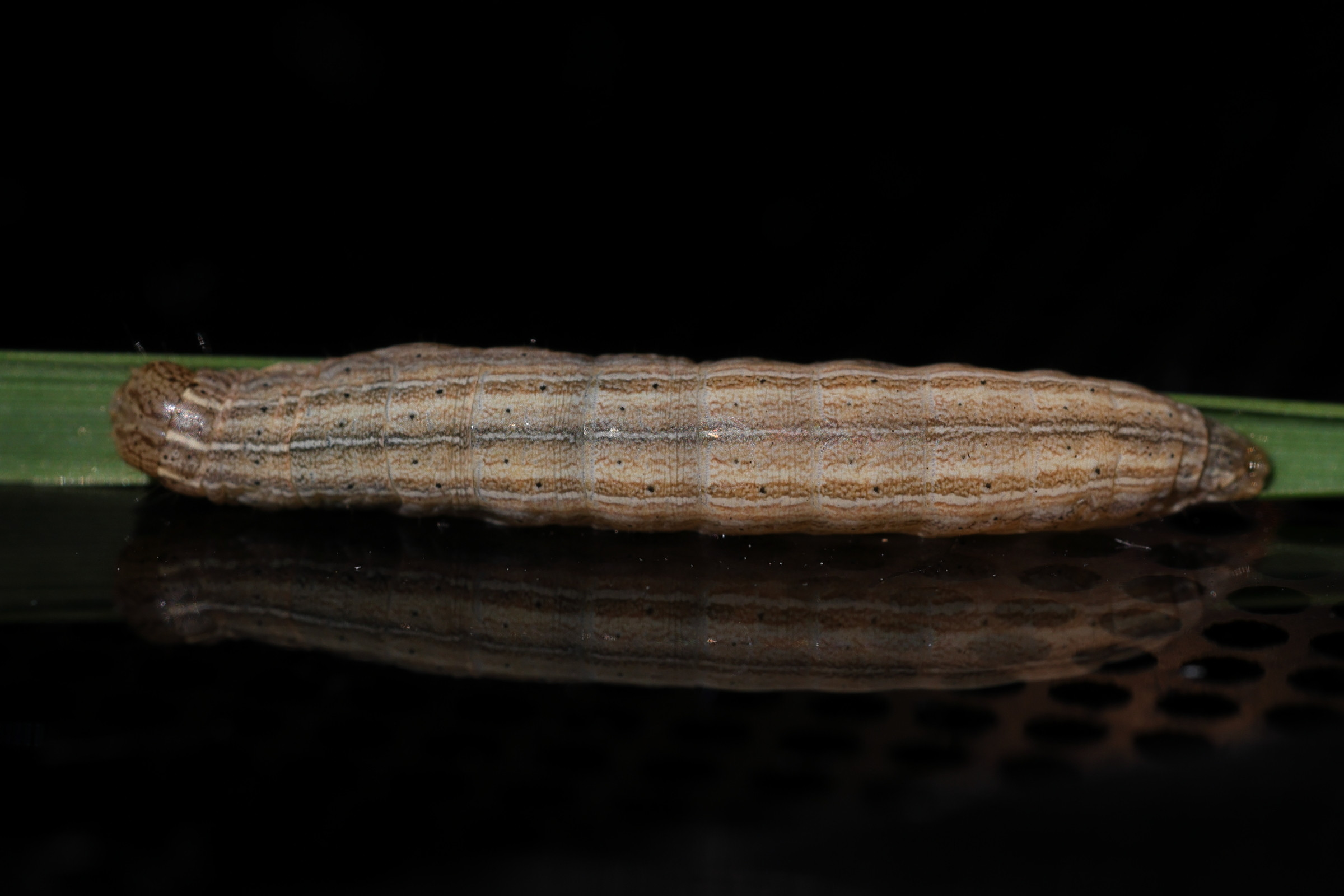 mythimna_pallens_ch2md