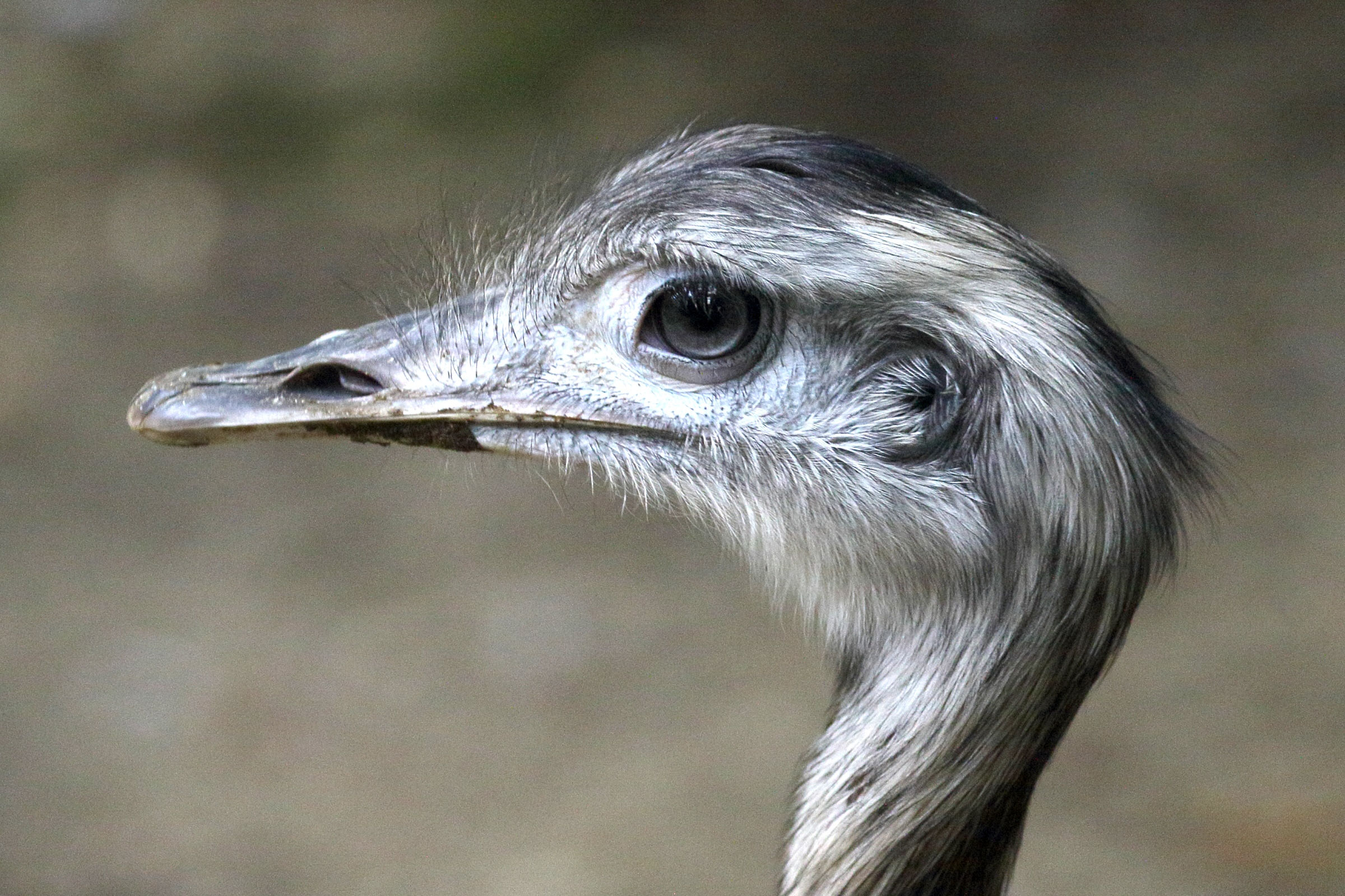 nandou_gris_-_rhea_americana7md