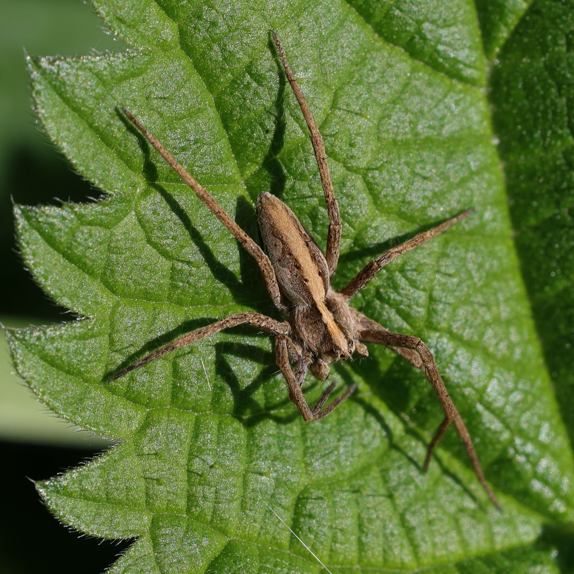 pisaura_mirabilis3md