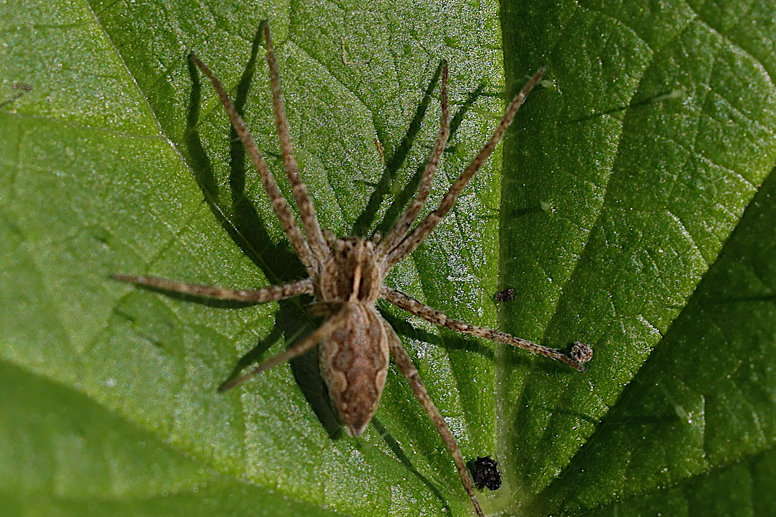 pisaura_mirabilis5md