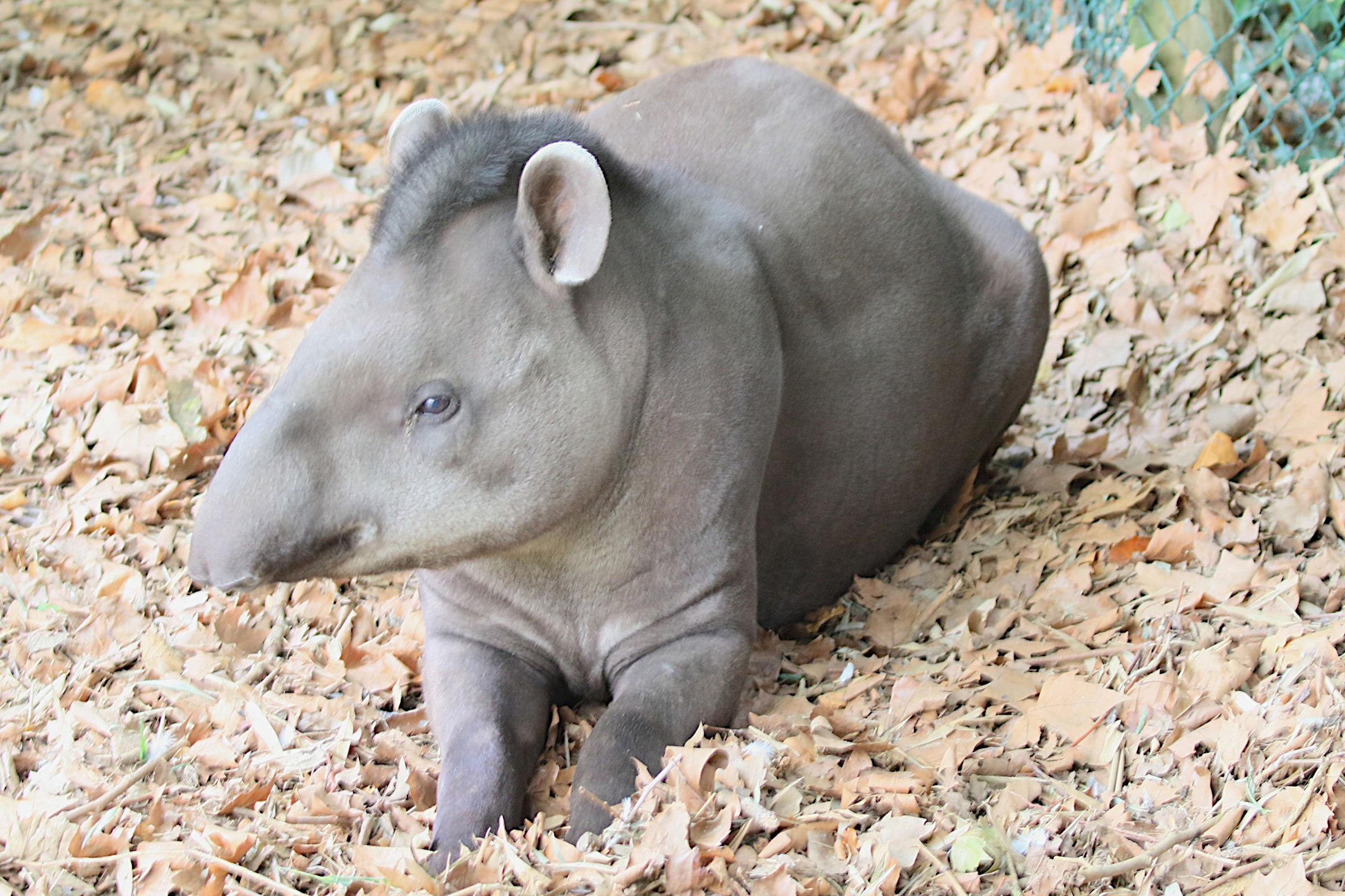 tapirus_terrestris3md