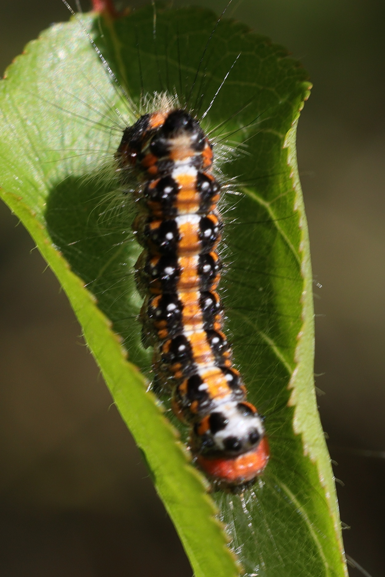 acronicta_tridens_ch1md