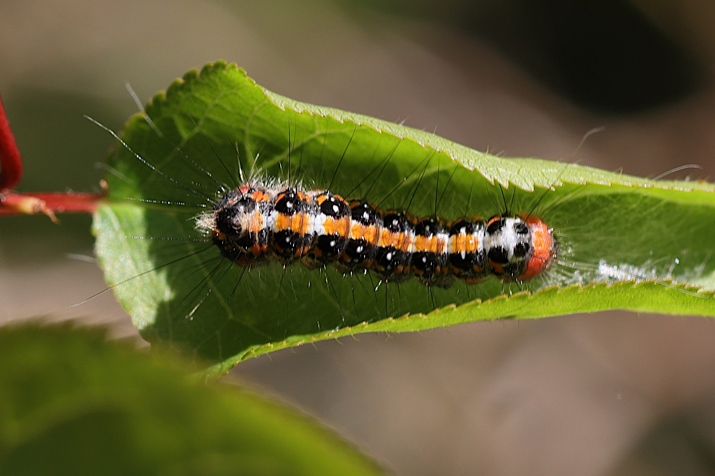 acronicta_tridens_ch2md