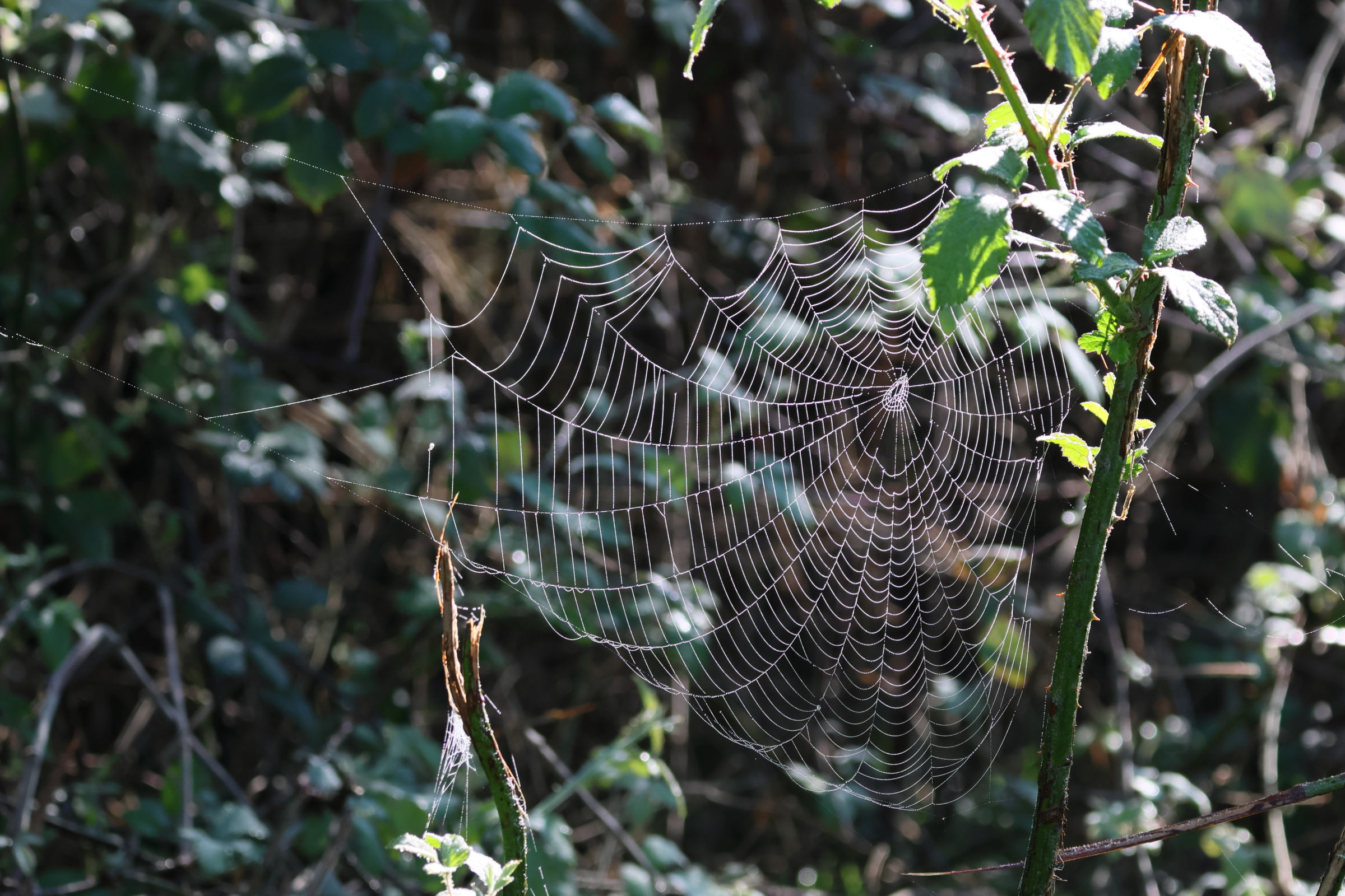 araneus_diadematus_toile3bd