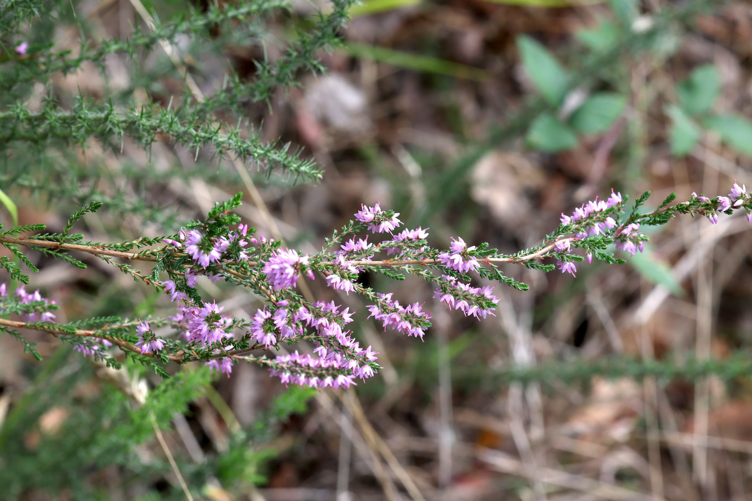 calluna_vulgaris4md