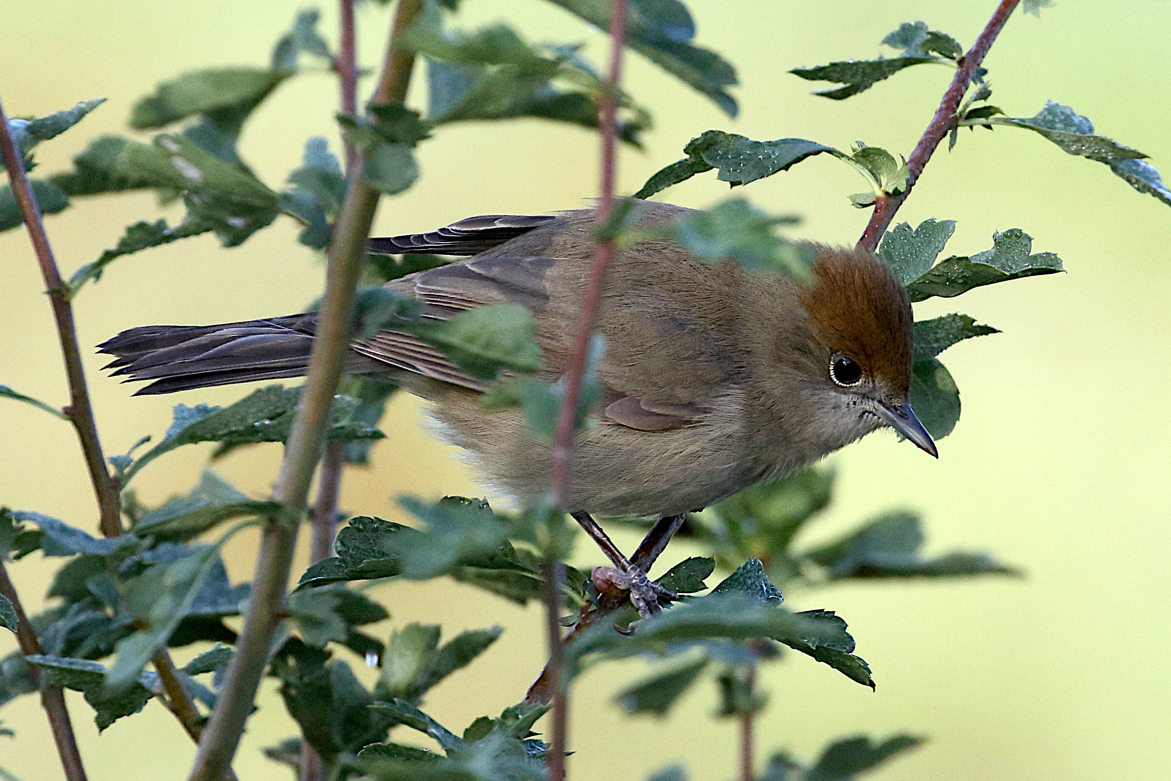 fauvette_a_tete_noire_-_sylvia_atricapilla9md