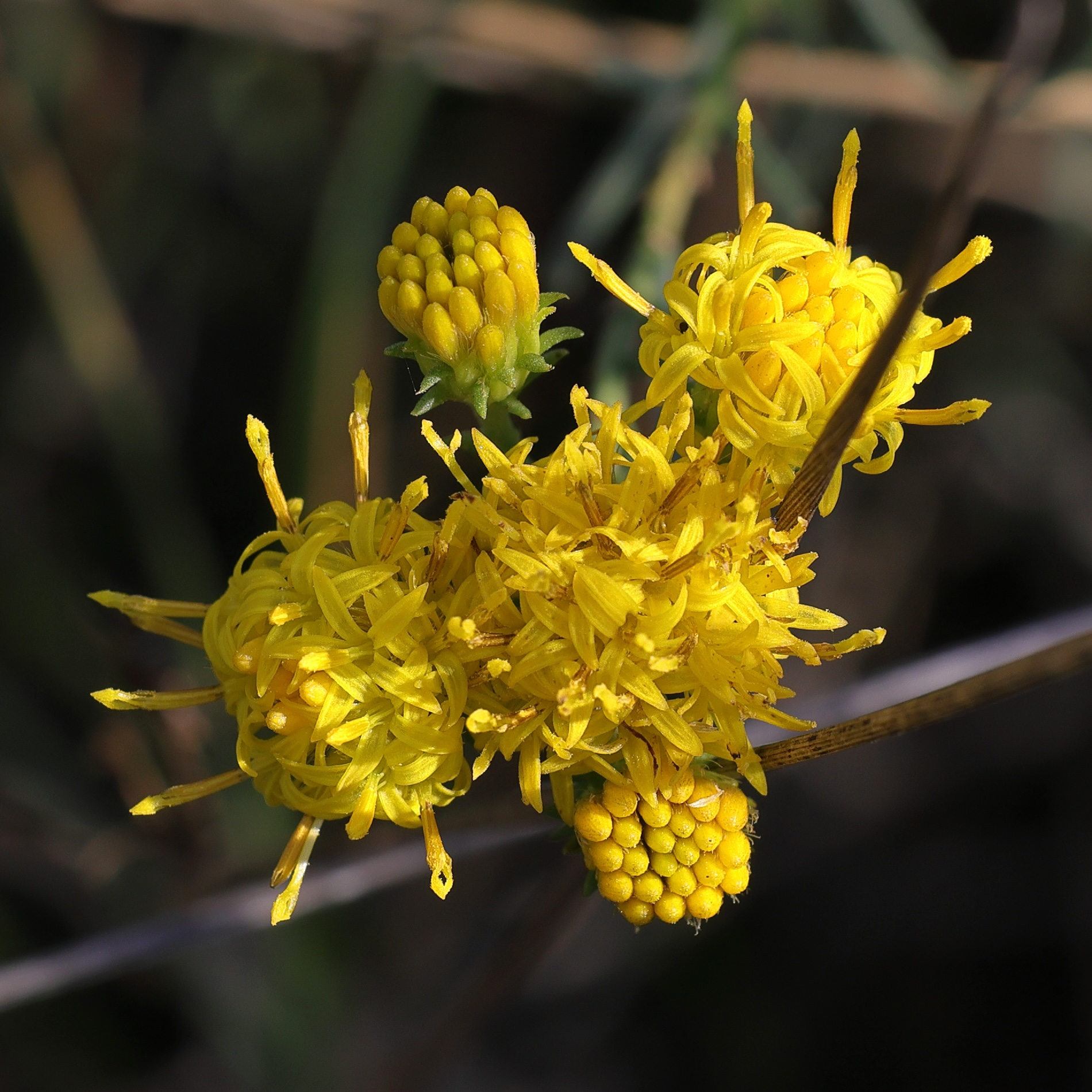 galatella_linosyris3md