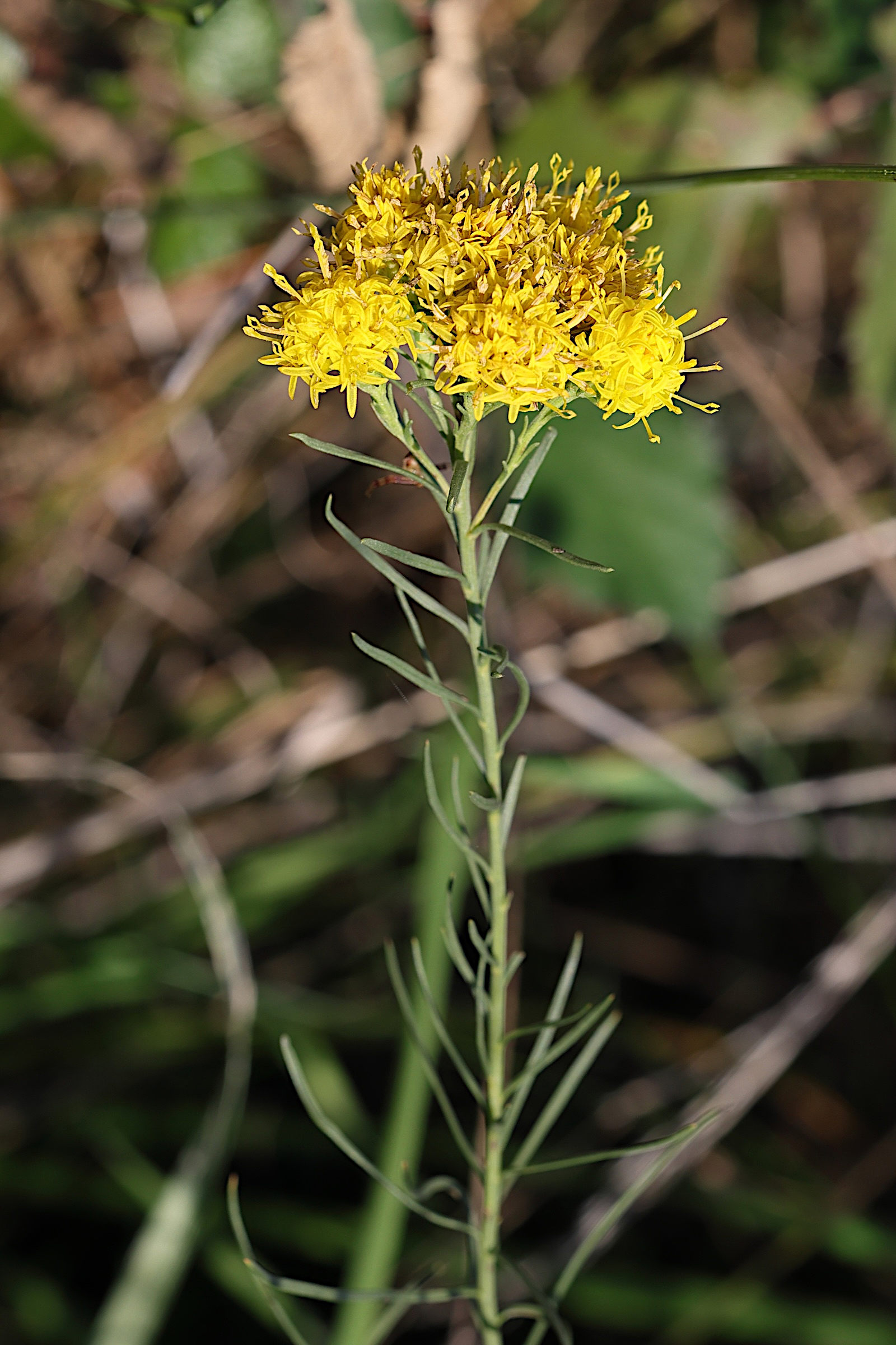 galatella_linosyris4md