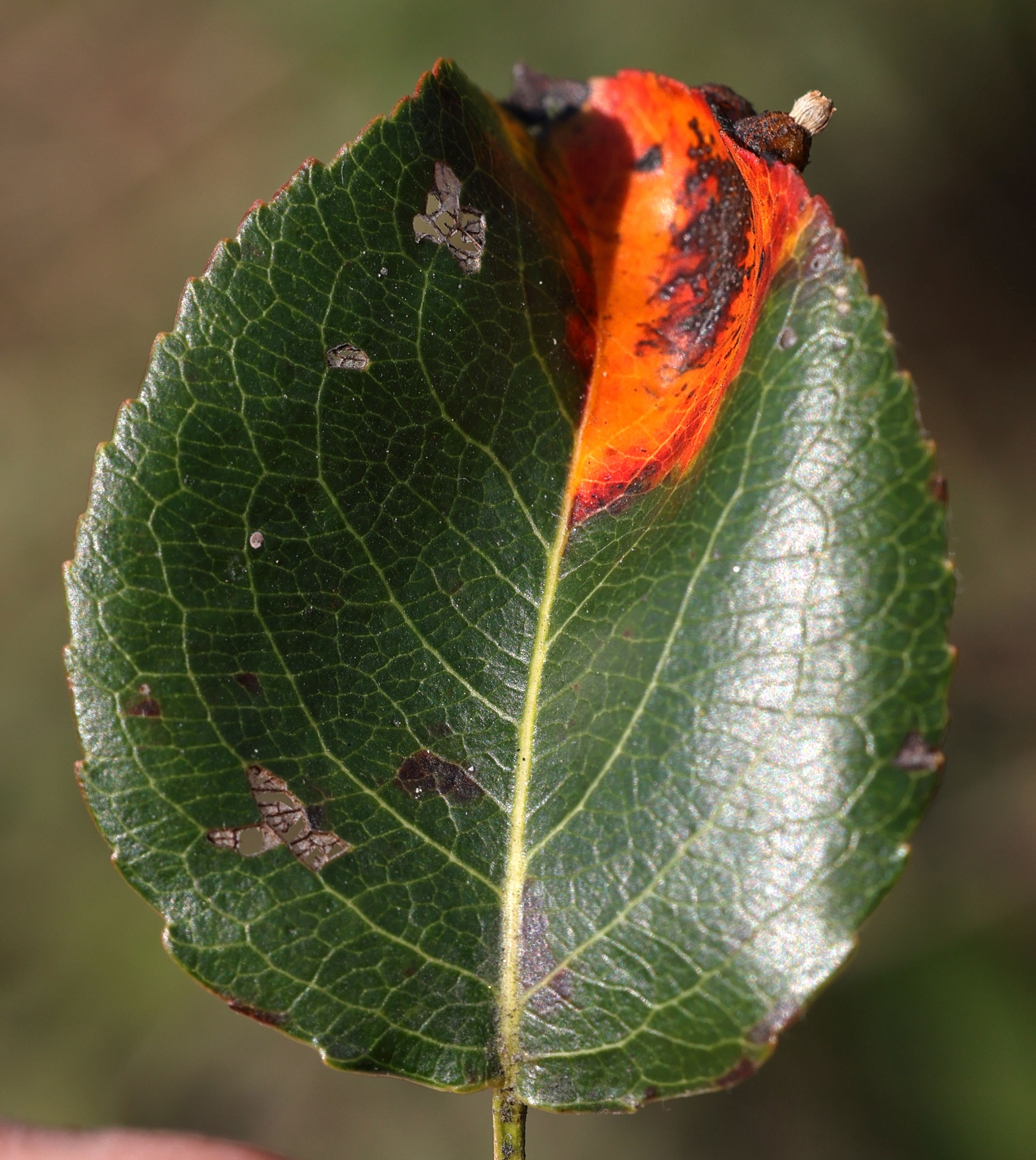 Afficher le média gymnosporangium_sabinae_galle5md gymnosporangium_sabinae_galle5md