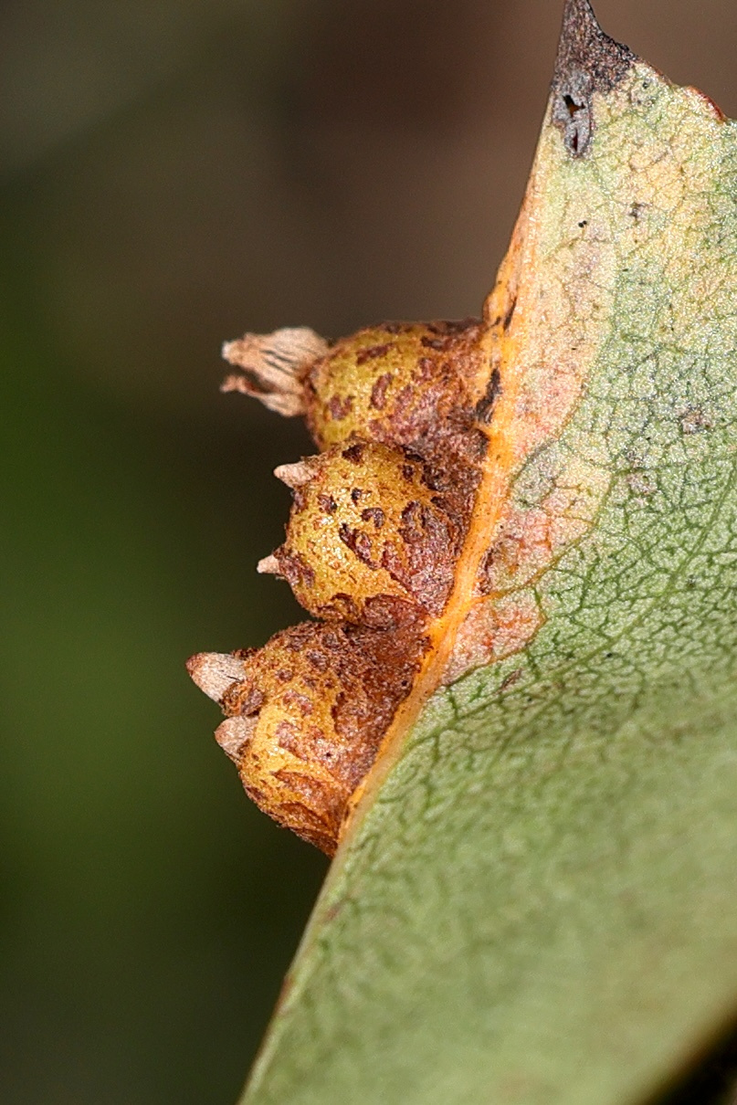 Afficher le média gymnosporangium_sabinae_galle6md gymnosporangium_sabinae_galle6md