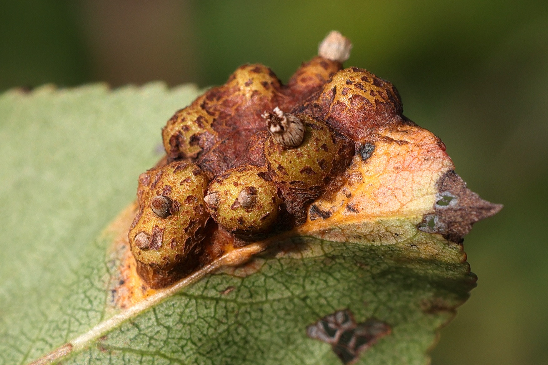 Afficher le média gymnosporangium_sabinae_galle7md gymnosporangium_sabinae_galle7md