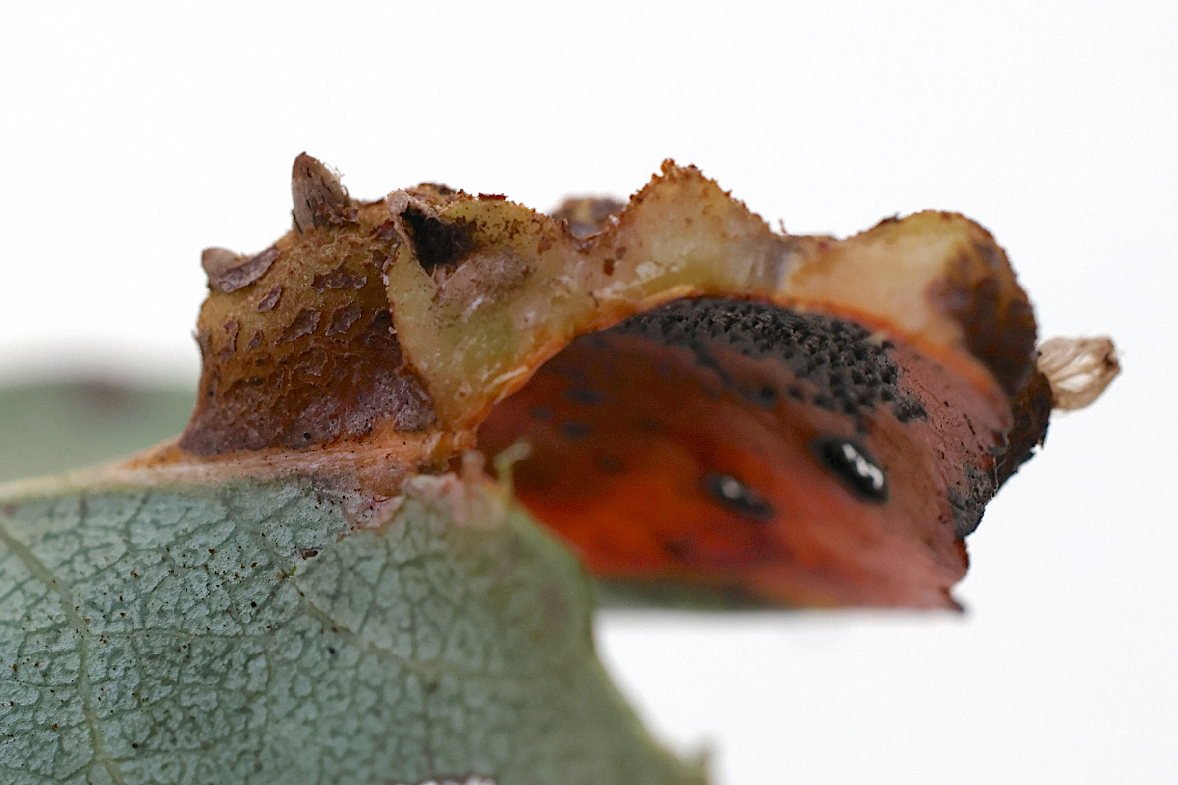 Afficher le média gymnosporangium_sabinae_galle8md gymnosporangium_sabinae_galle8md