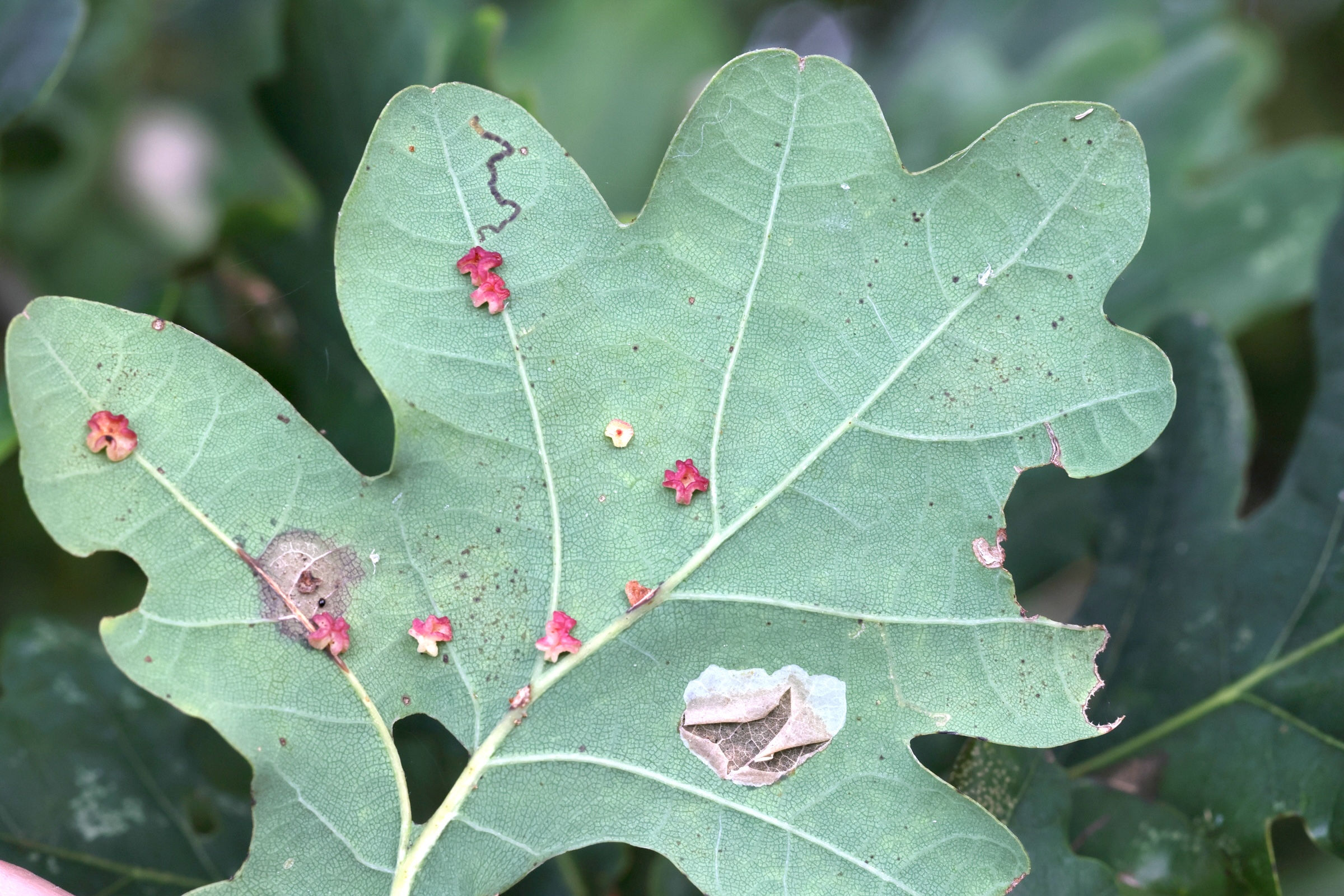 neuroterus_albipes_galle7md