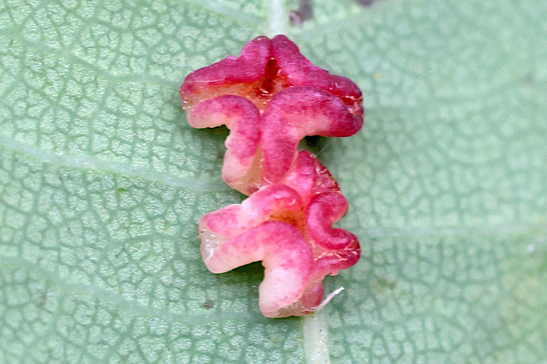 neuroterus_albipes_galle8md