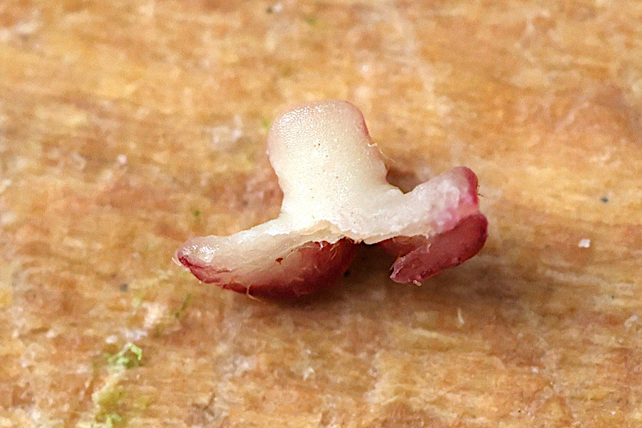 neuroterus_albipes_galle9md