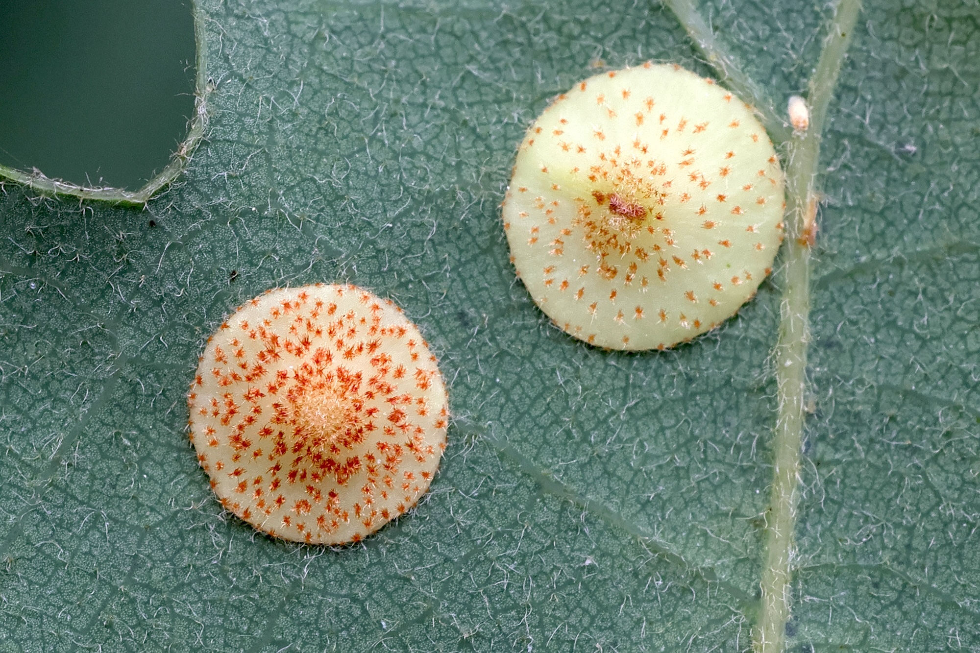 neuroterus_quercusbaccarum_galle4md