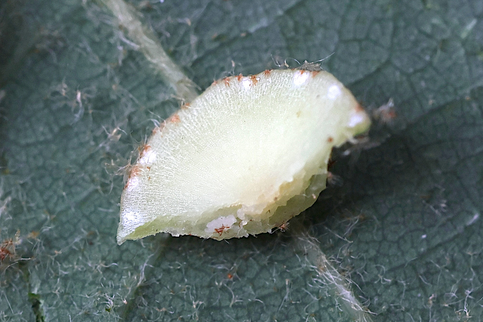 neuroterus_quercusbaccarum_galle5md