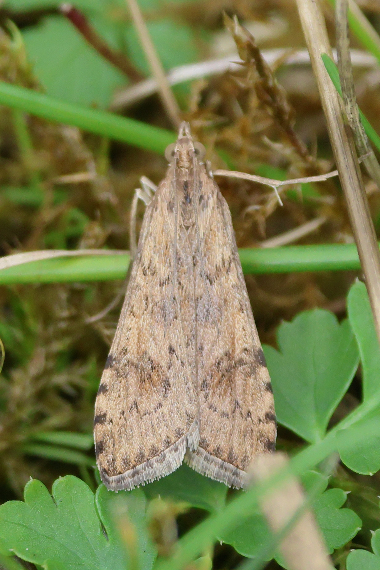 nomophila_noctuella10bd