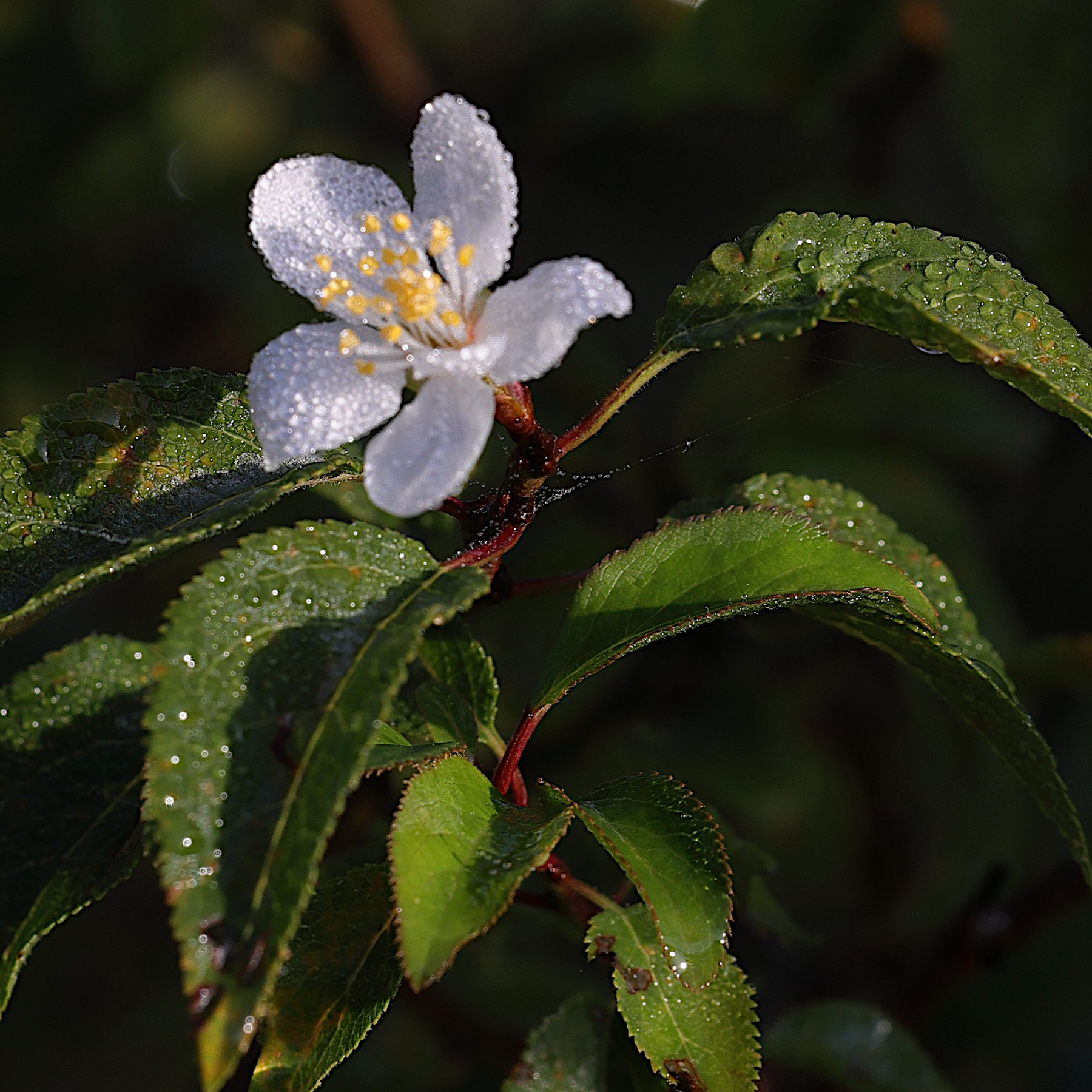 prunus_cerasifera12md