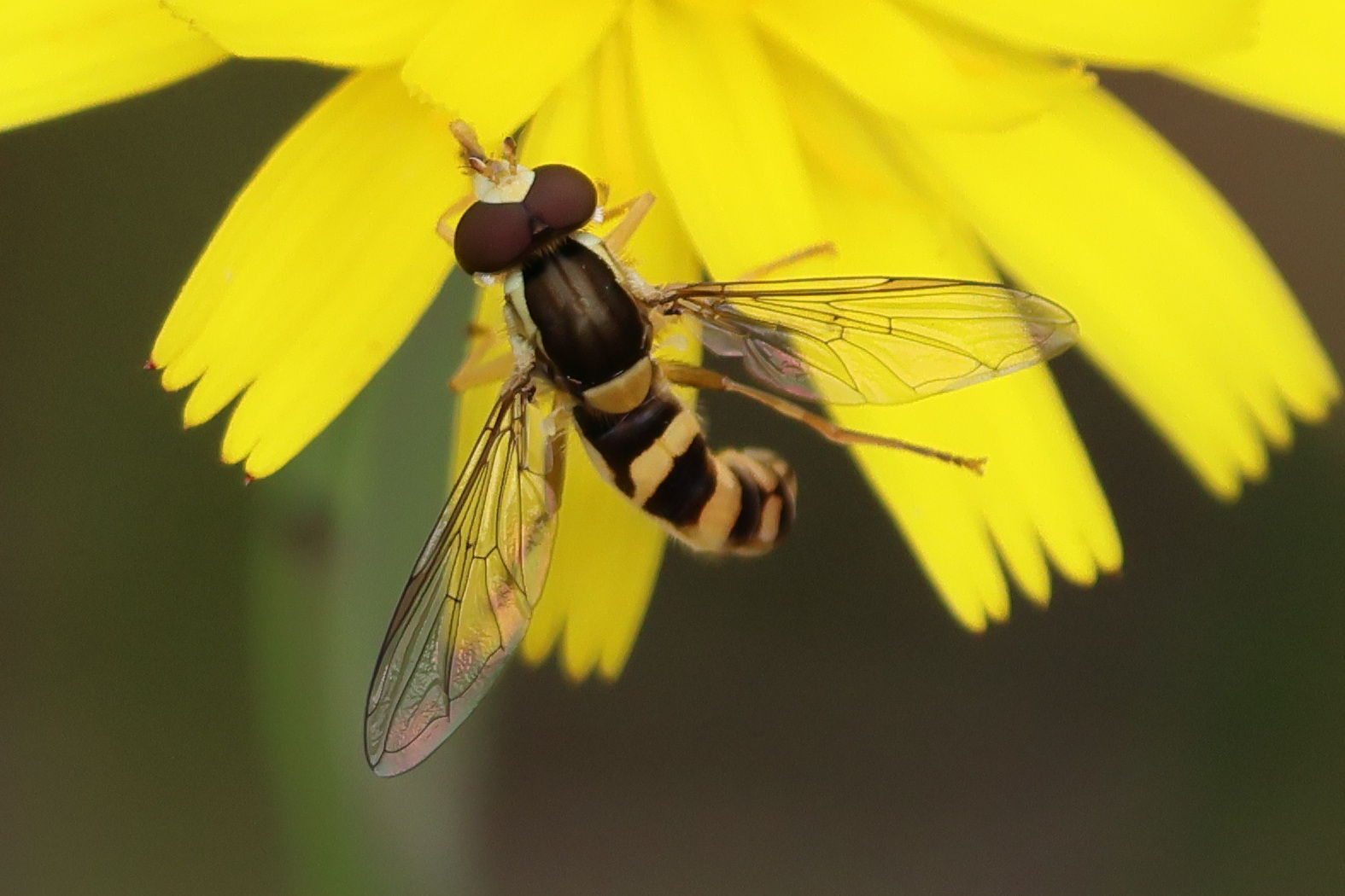 sphaerophoria_scripta8bd