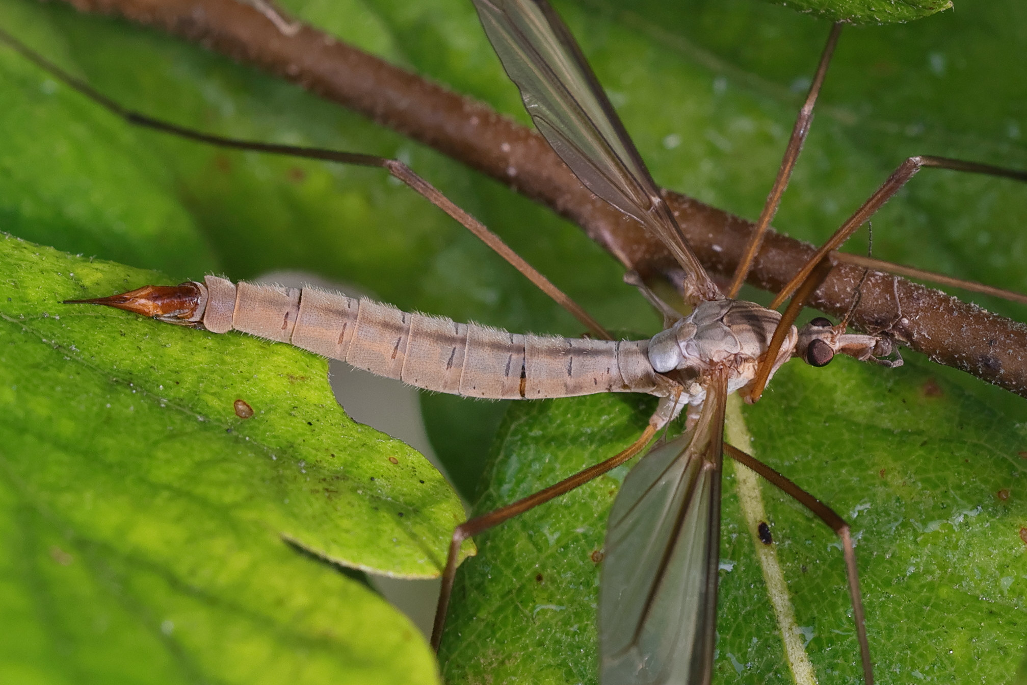 tipula_paludosa7md