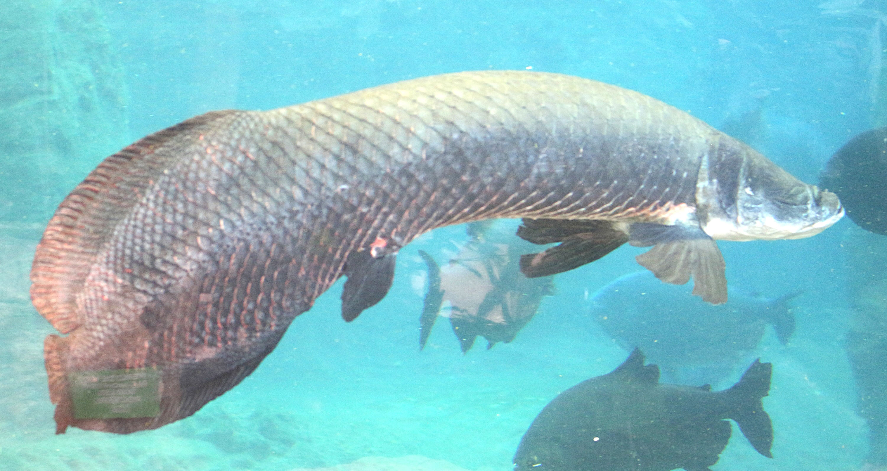 arapaima_gigas4md