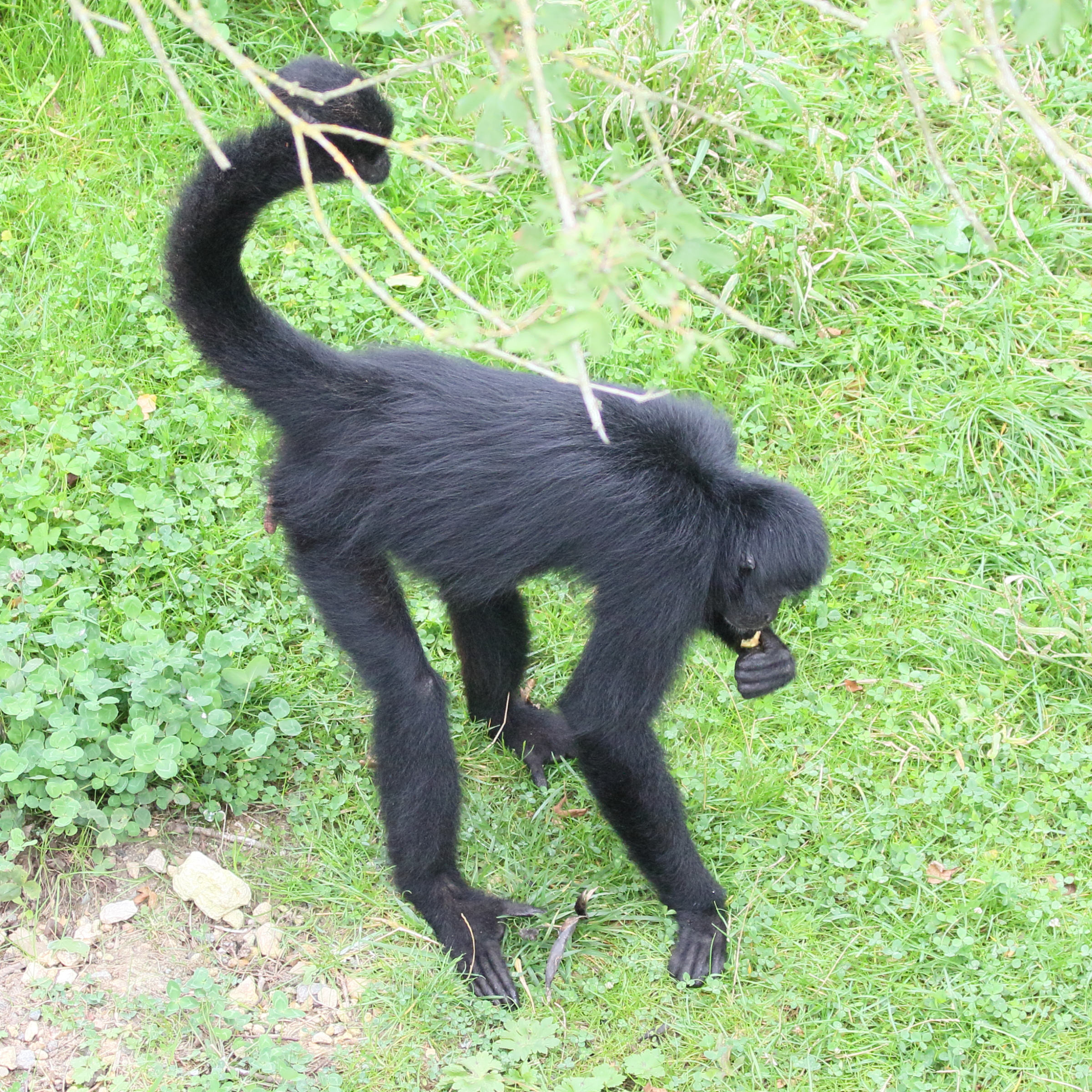 ateles_fusciceps_rufiventris1md