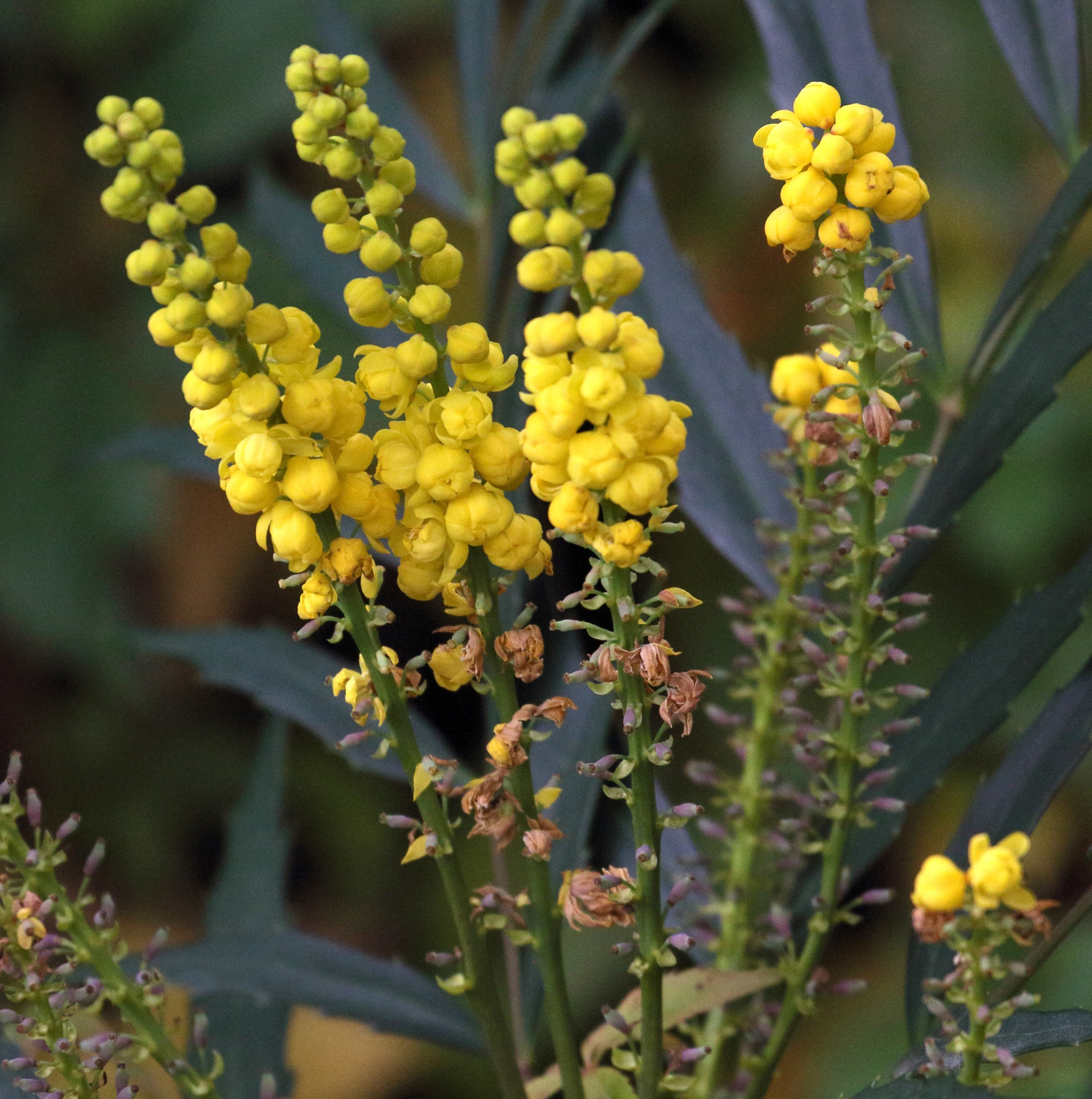 berberis_eurybracteata2md