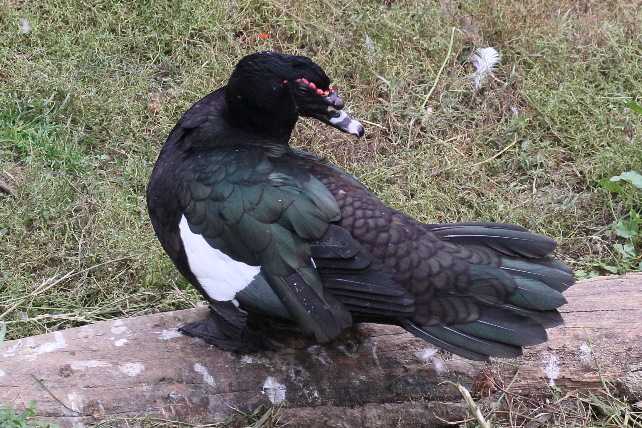 canard_musque_-_cairina_moschata6md