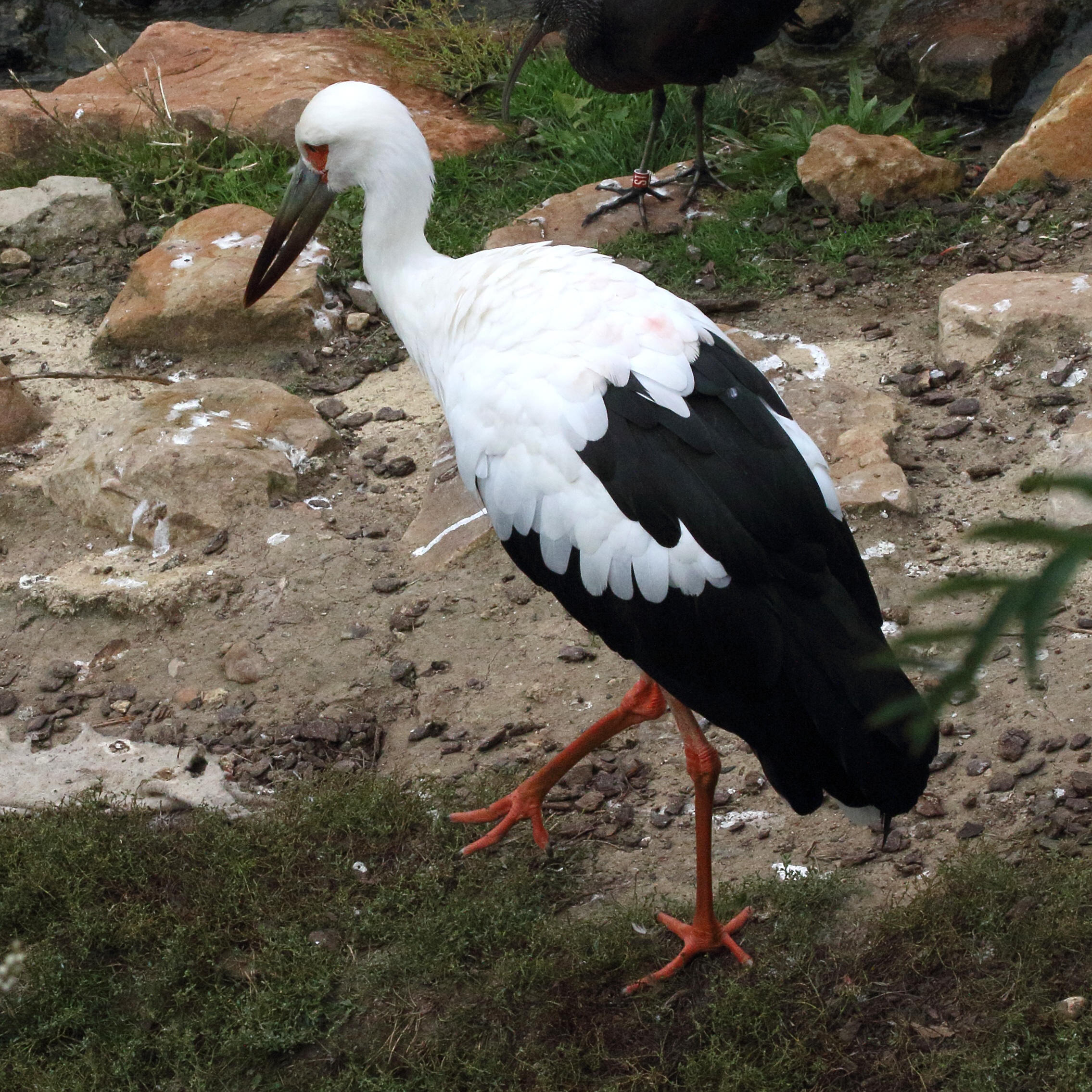 cigogne_maguari_-_ciconia_maguari1md