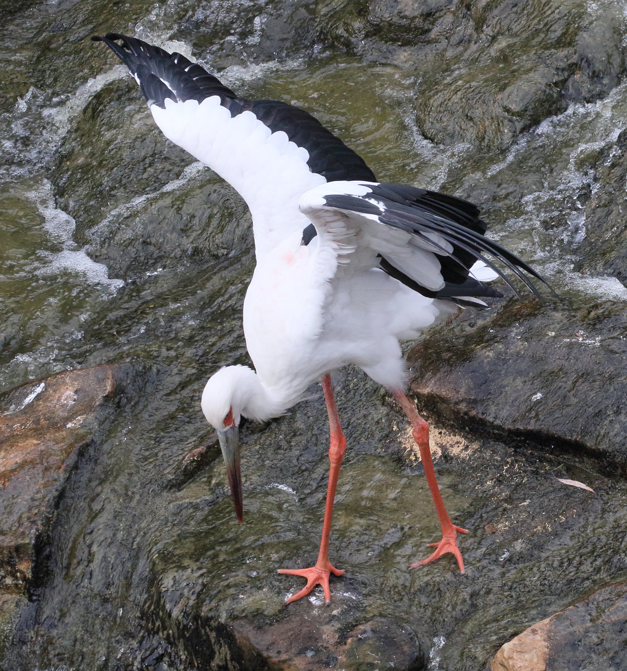 cigogne_maguari_-_ciconia_maguari2md