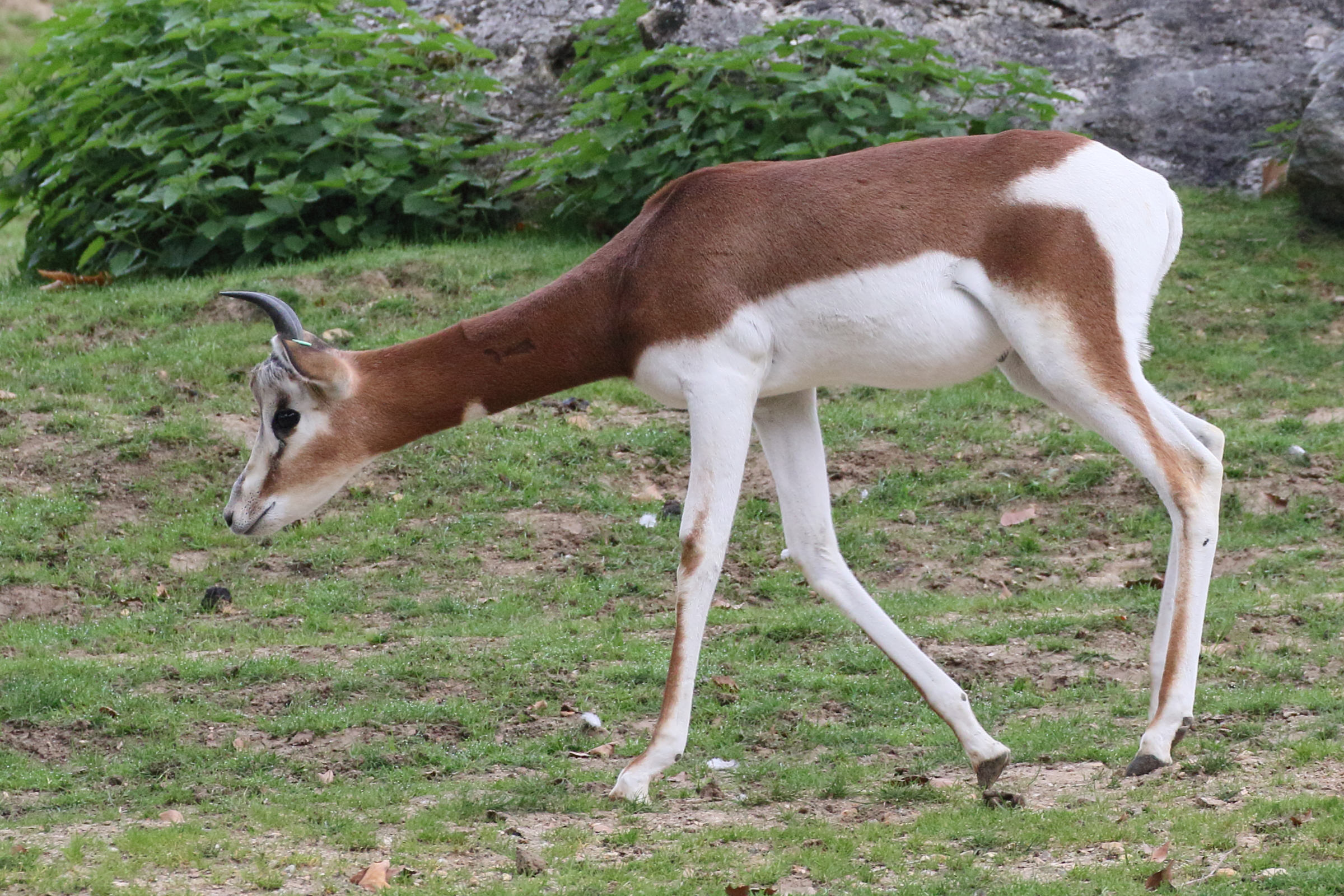 gazella_dama_mhorr2md