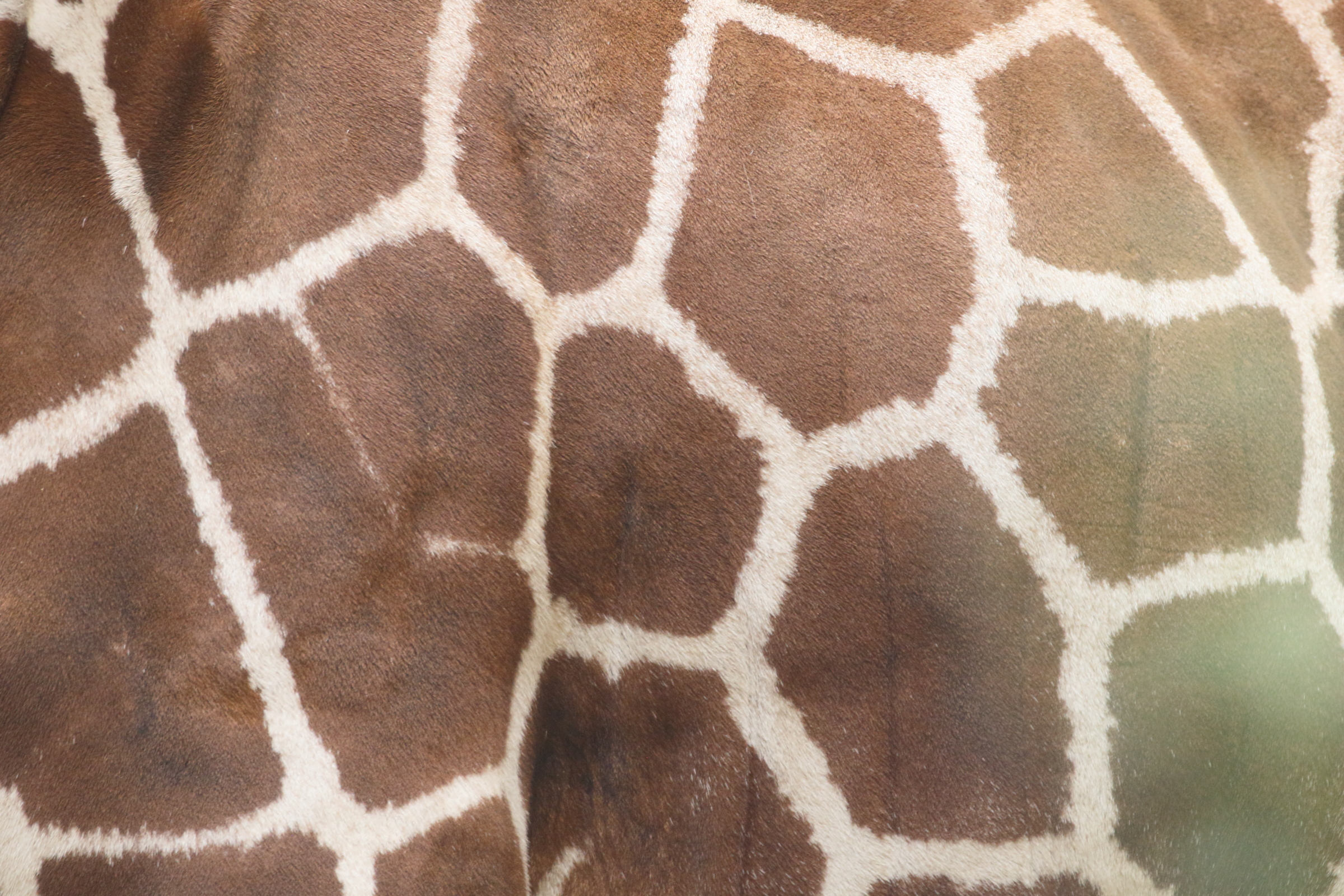 giraffa_reticulata3md