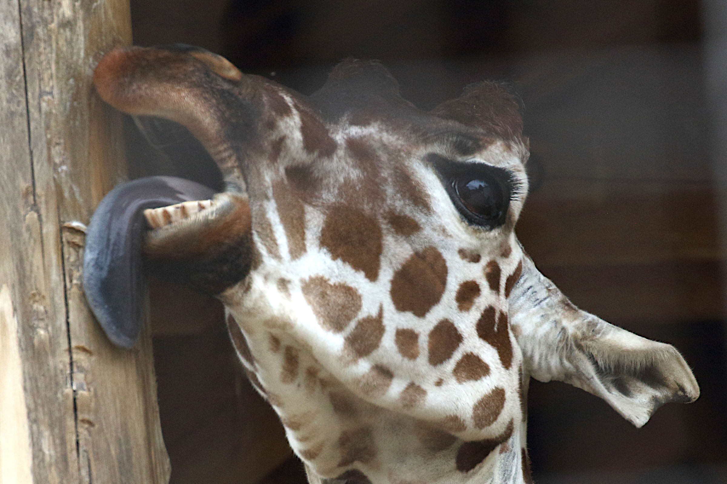 giraffa_reticulata4md