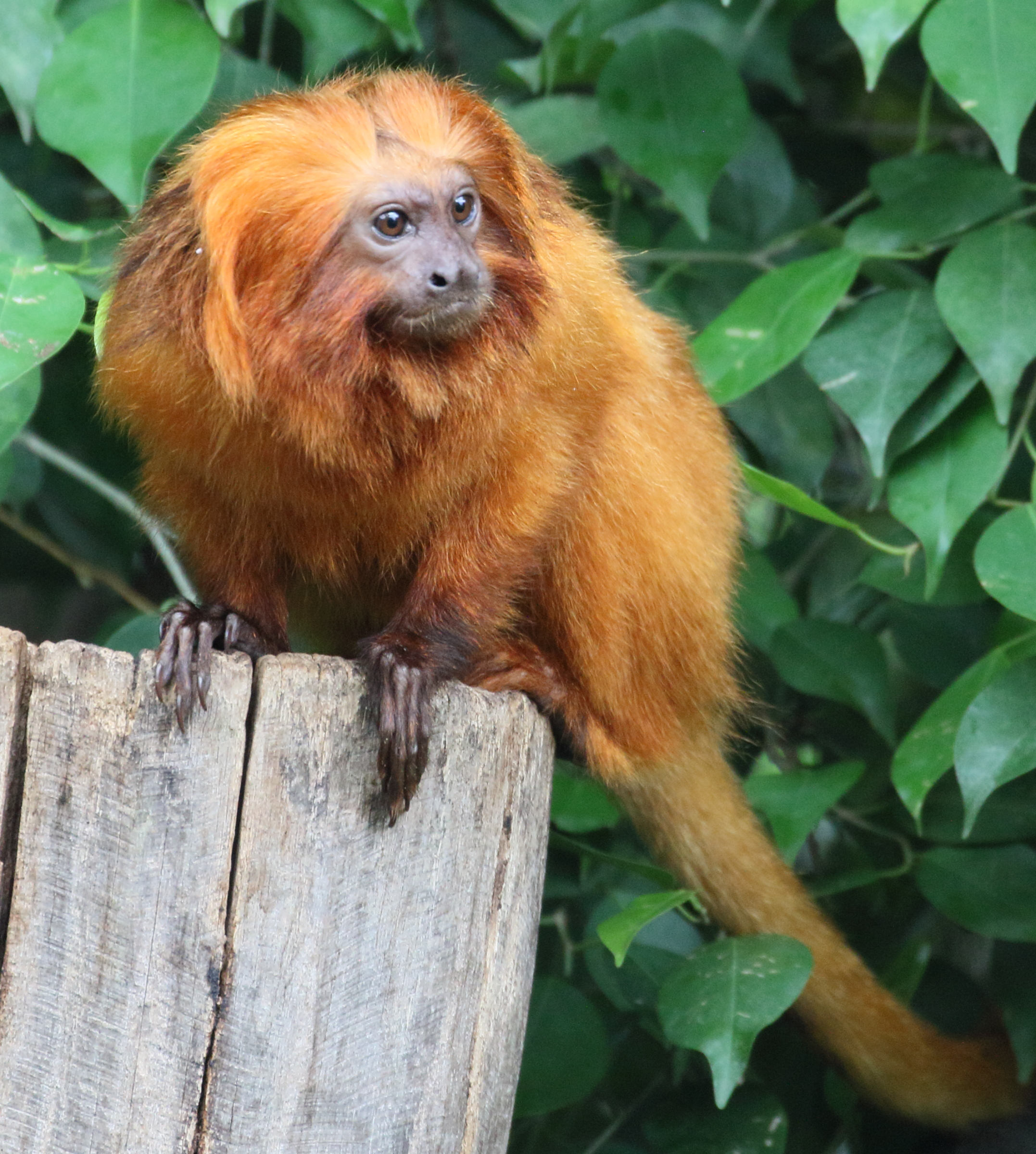 leontopithecus_rosalia4md