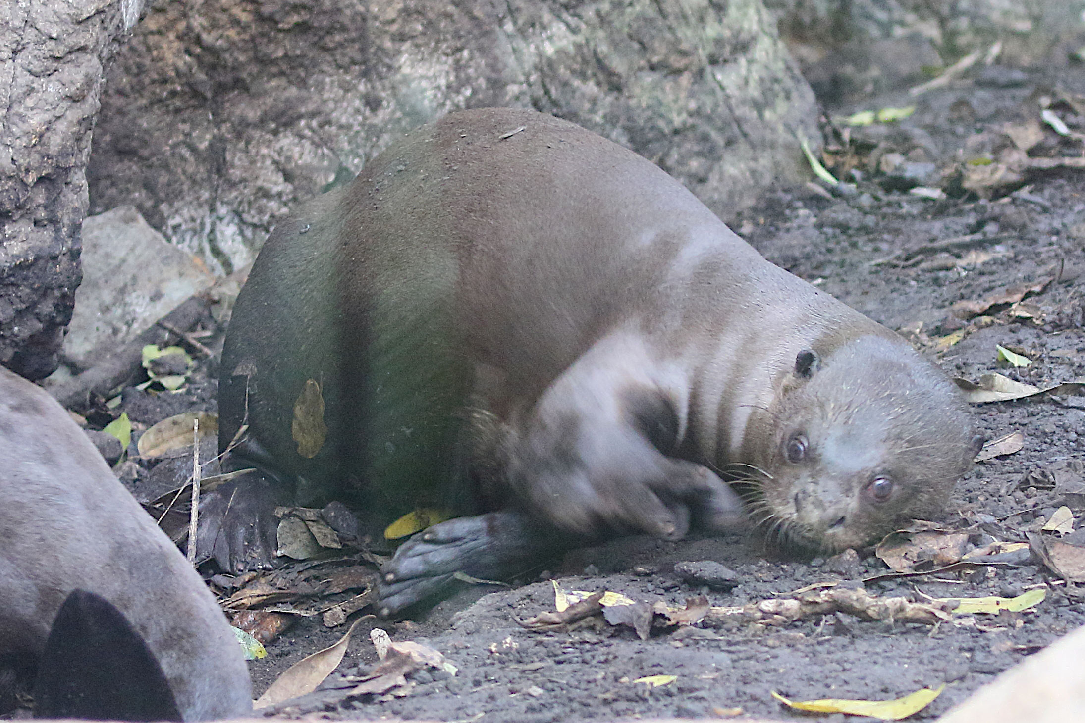 pteronura_brasiliensis4md