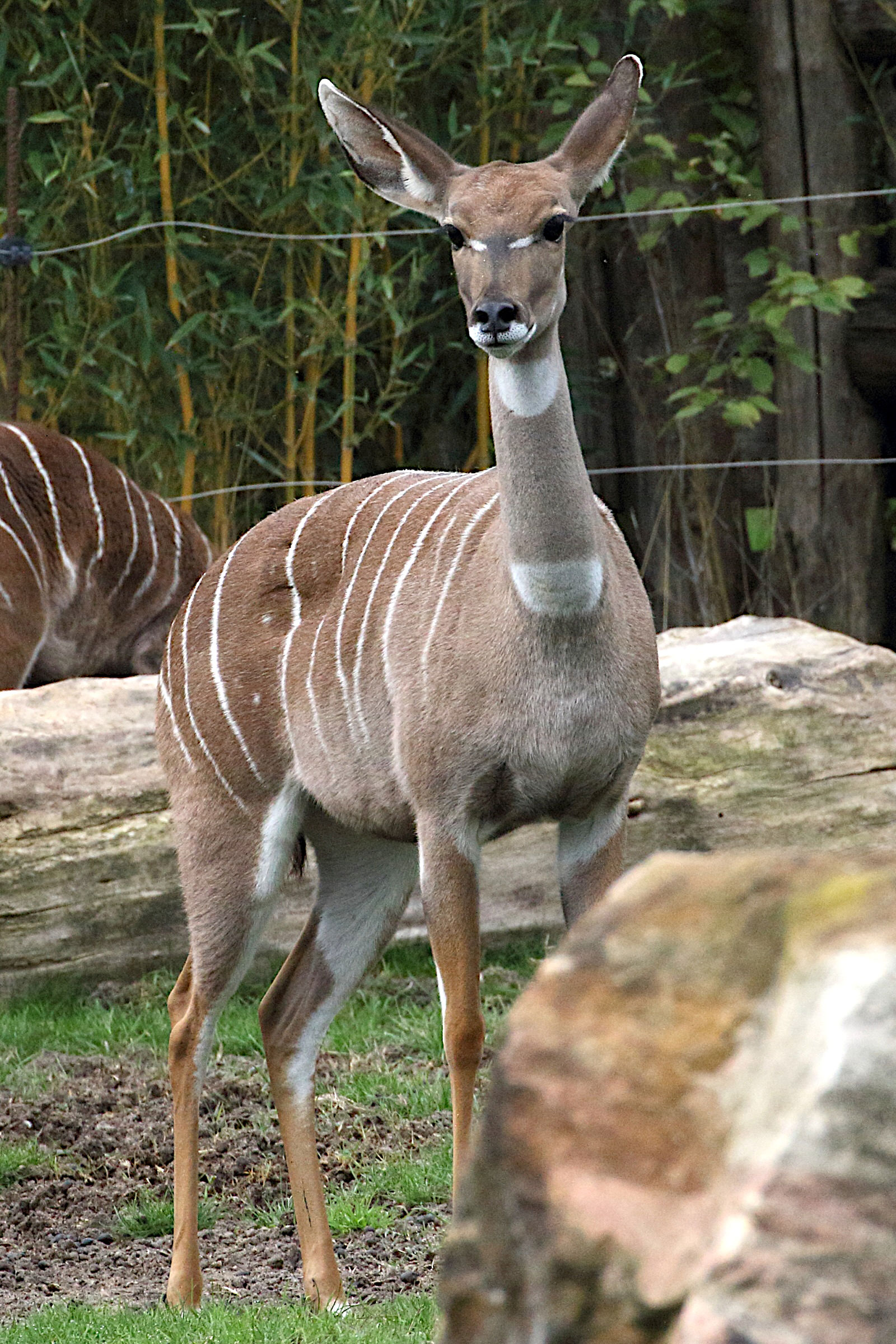 tragelaphus_imberbis5md