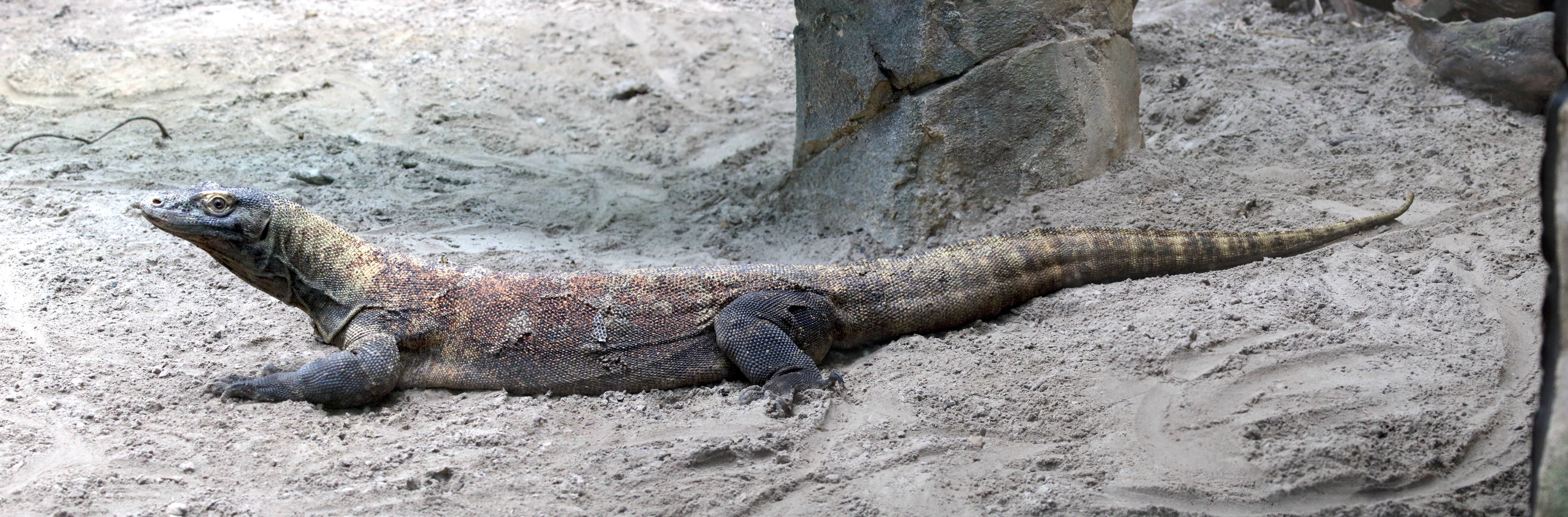 varanus_komodensis2md
